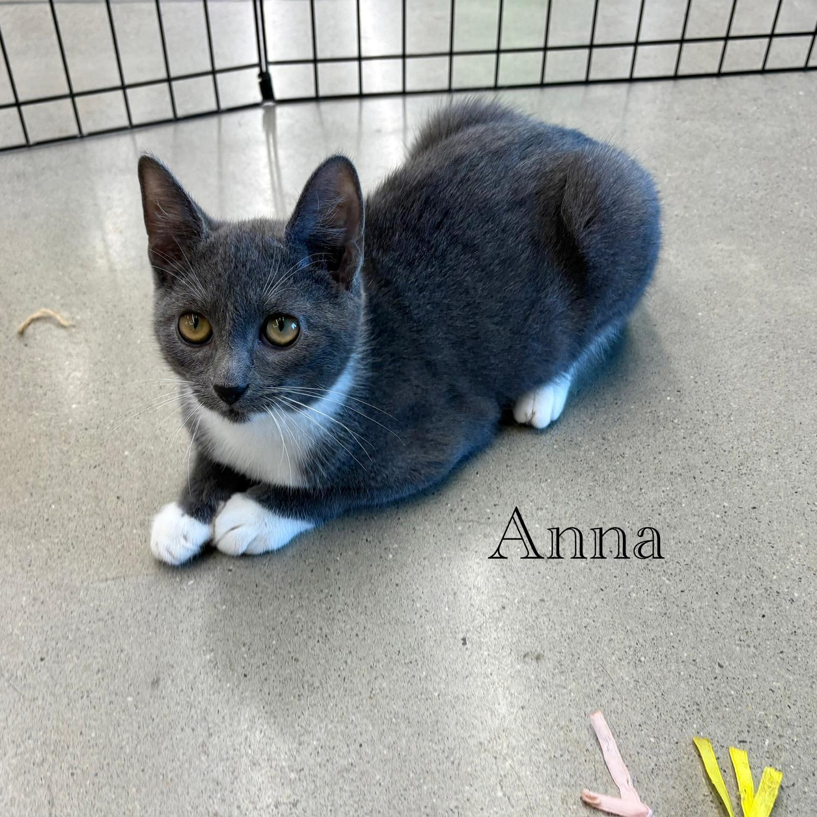 Anna, a Adoptable Domestic Short Hair in Spring Lake, NJ image 2/3