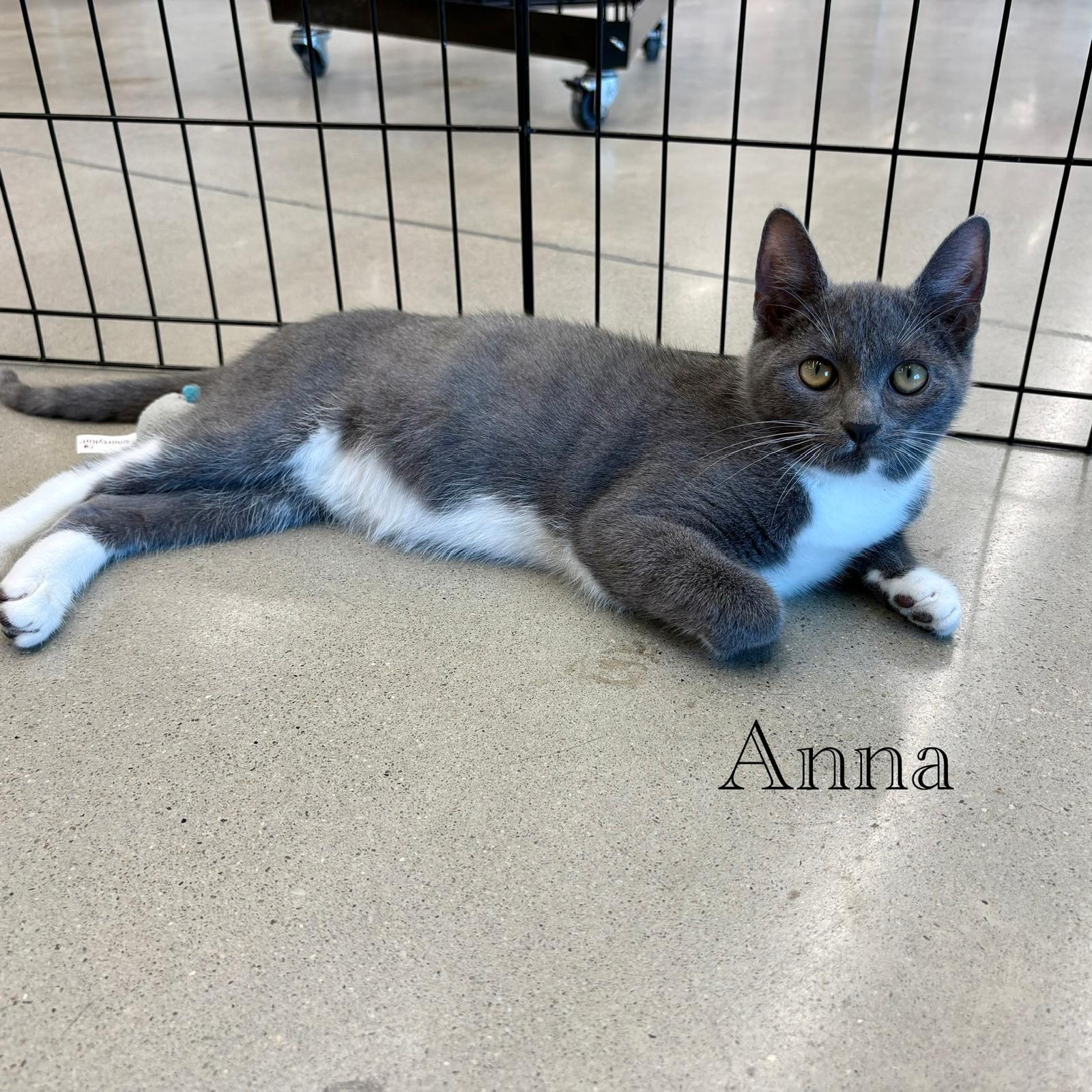 Anna, a Adoptable Domestic Short Hair in Spring Lake, NJ image 3/3