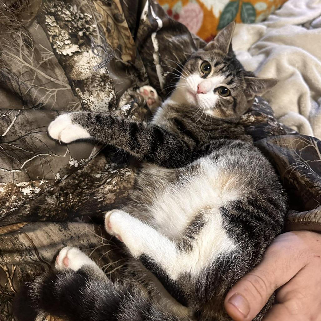 Taz, Adoptable, Kitten Male Domestic Short Hair.