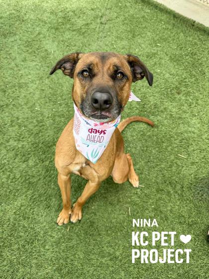 Nina, Adoptable, Adult Female Mixed Breed & Mixed Breed.