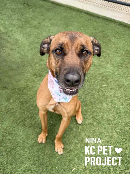 Nina, a Adoptable mixed breed in Kansas City, MO image 2/3