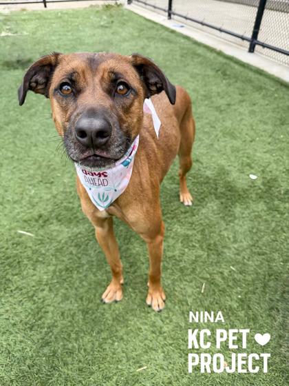 Nina, a Adoptable mixed breed in Kansas City, MO image 3/3