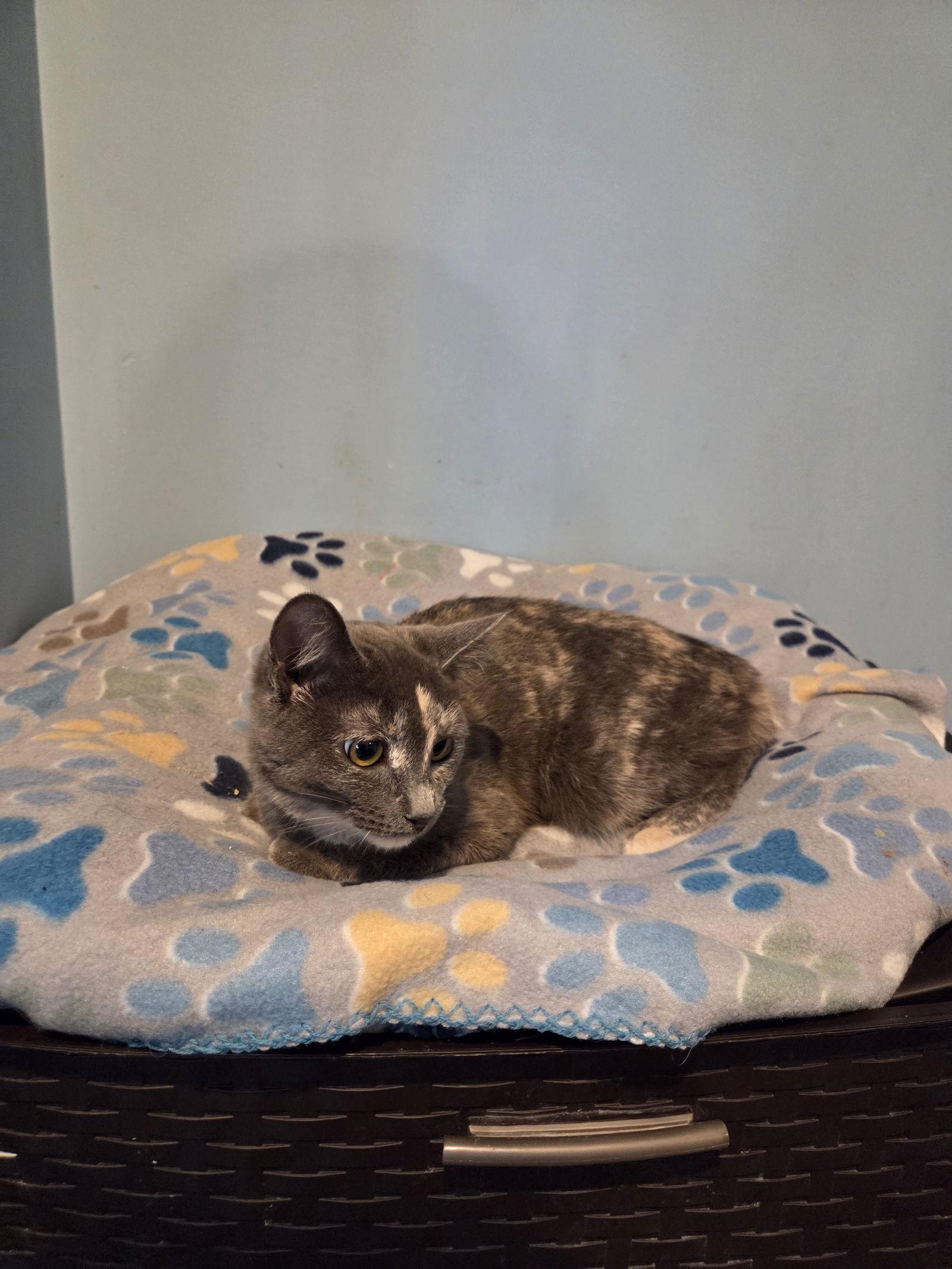 Enlarge Tamora, a Adoptable mixed breed in Forest Lake, MN image 1/2