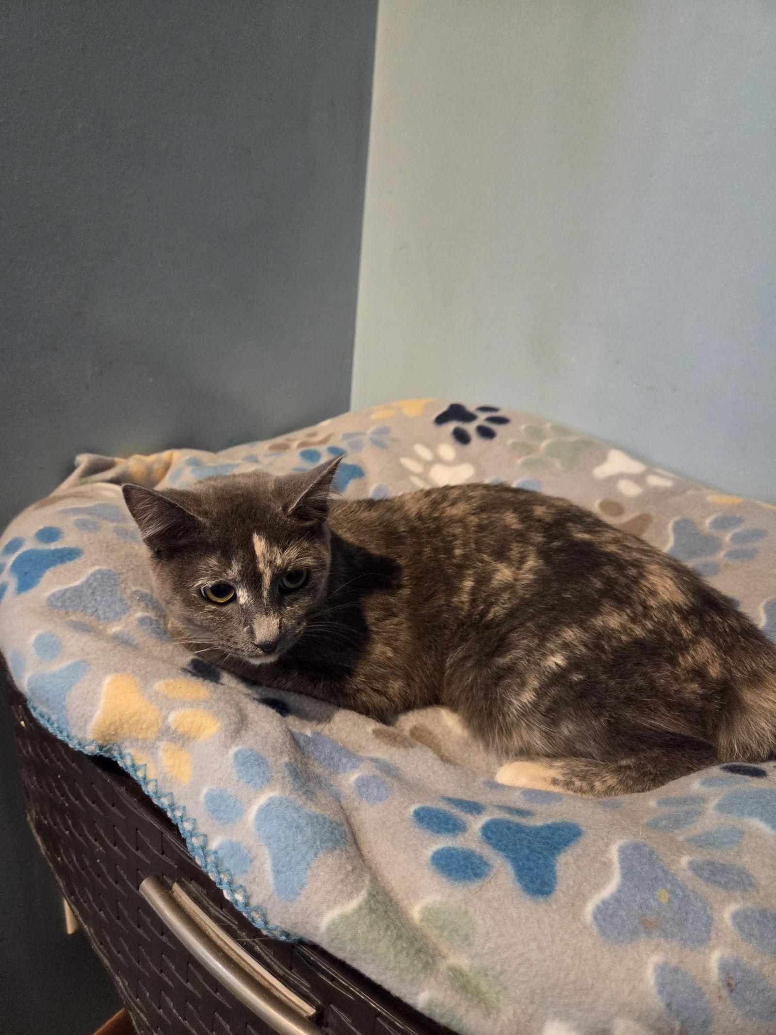 Enlarge Tamora, a Adoptable mixed breed in Forest Lake, MN image 2/2