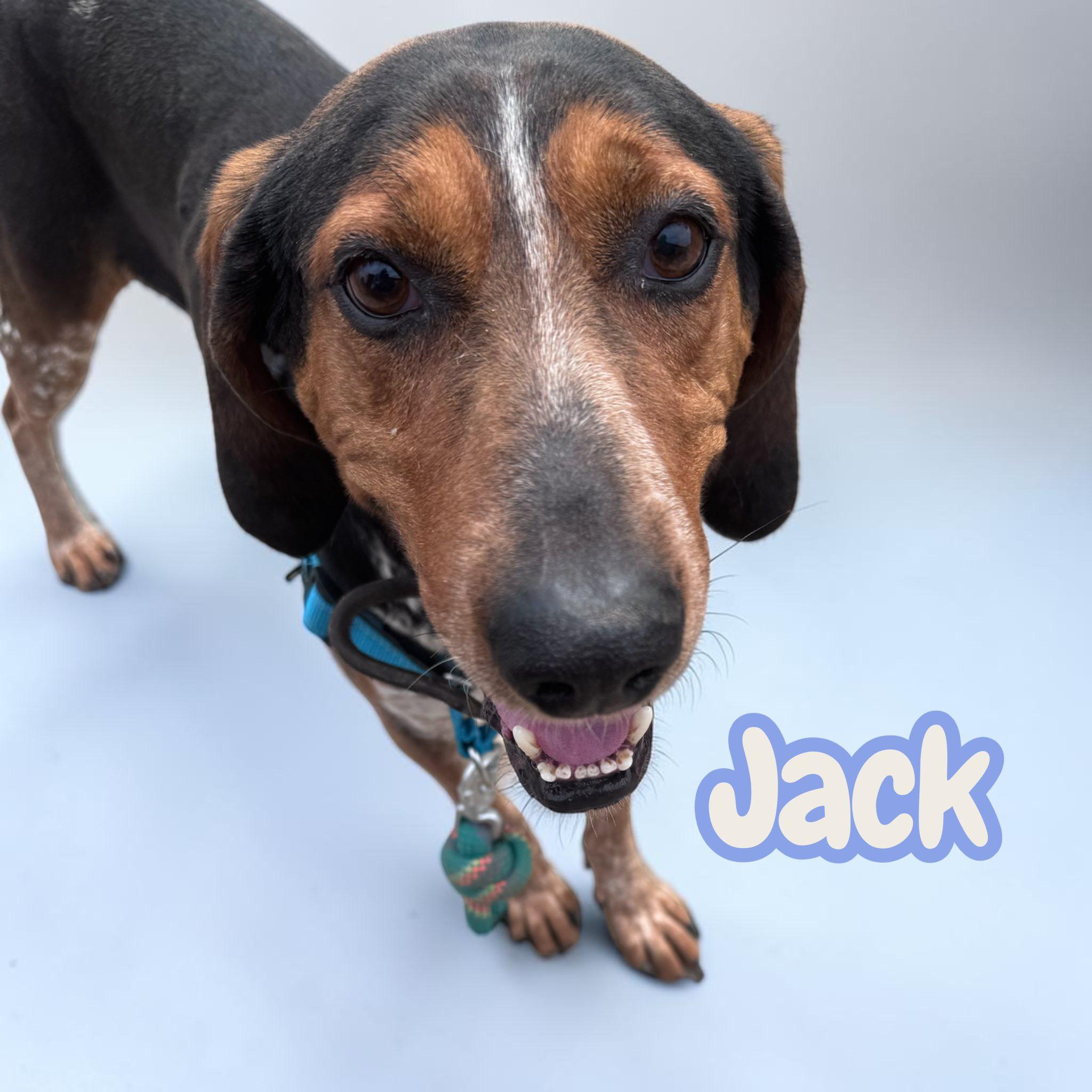 Jack - chained for 4 years - deserves to be a pet - lovebug photo