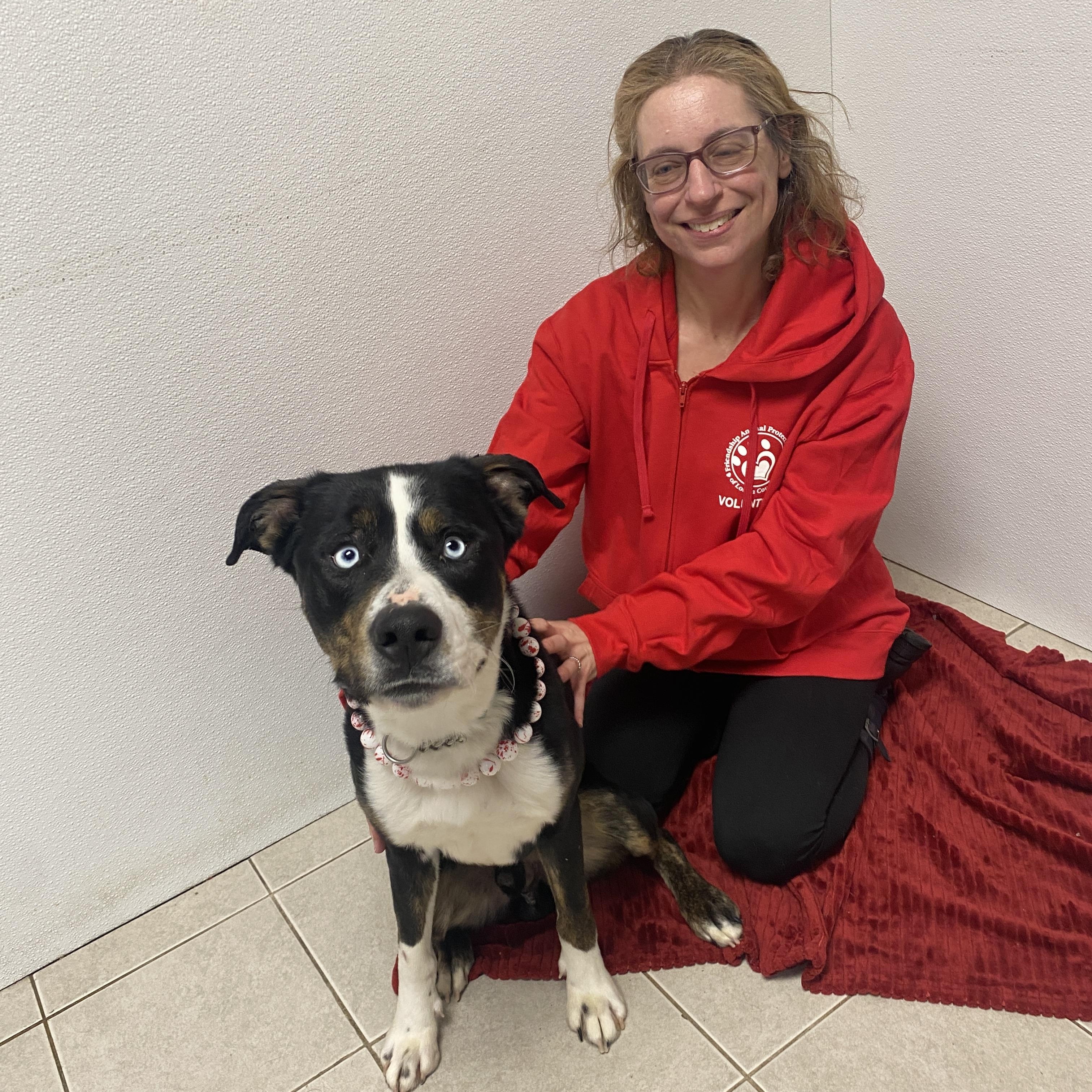 Enlarge Poe GCI Trained Graduate!!, an adoptable Mixed Breed in Elyria, OH image 5/5