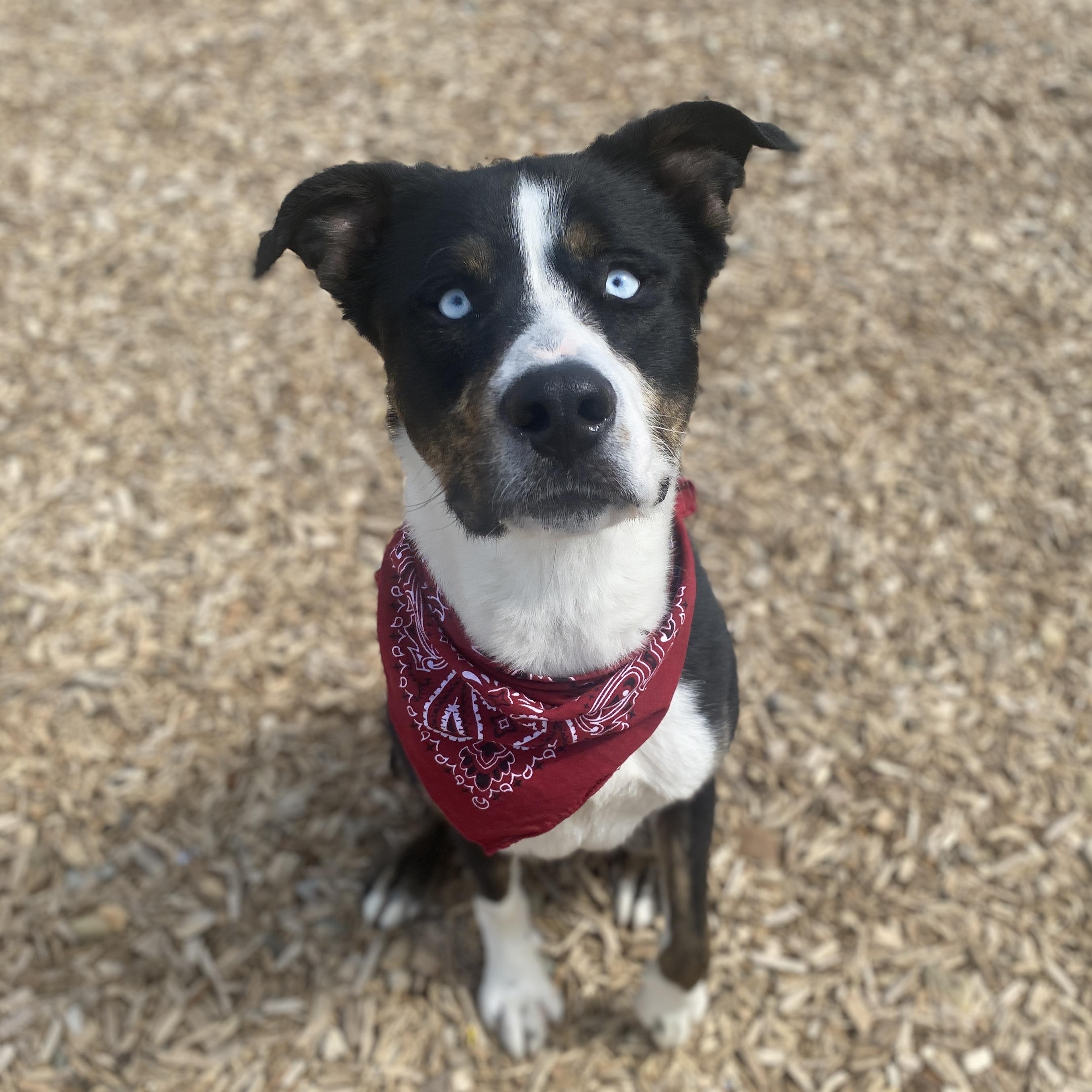 Enlarge Poe GCI Trained Graduate!!, an adoptable Mixed Breed in Elyria, OH image 1/5