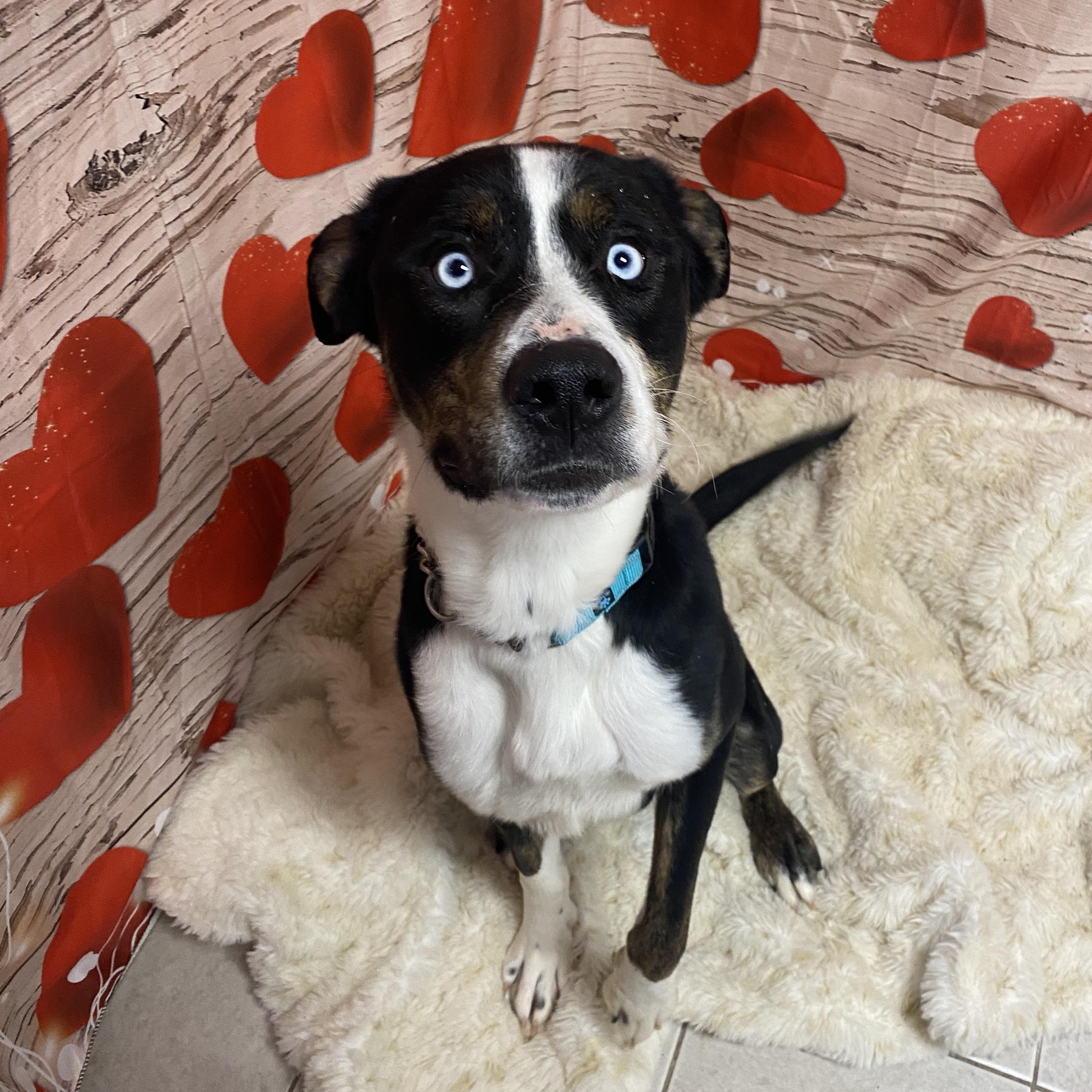 Enlarge Poe GCI Trained Graduate!!, an adoptable Mixed Breed in Elyria, OH image 2/5