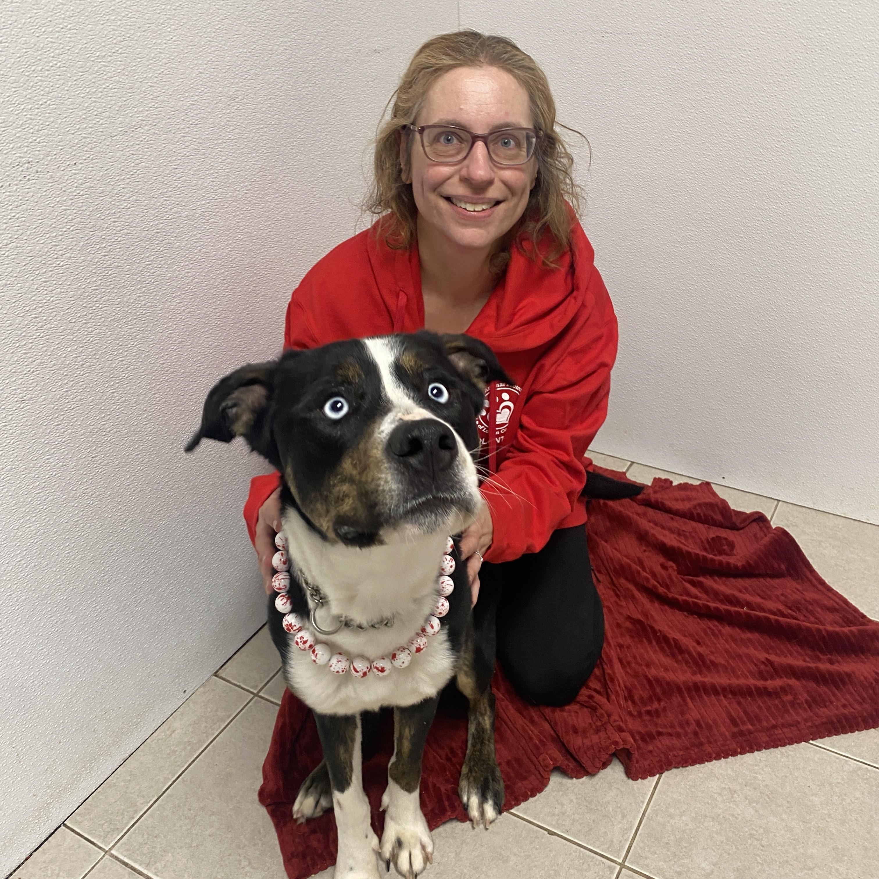 Enlarge Poe GCI Trained Graduate!!, an adoptable Mixed Breed in Elyria, OH image 3/5