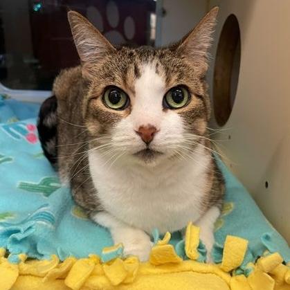 Enlarge Cleo, a ADOPTABLE Domestic Short Hair in Rochester, MN image 1/1