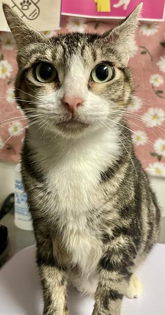 LULU, Adoptable, Adult Female Domestic Short Hair.