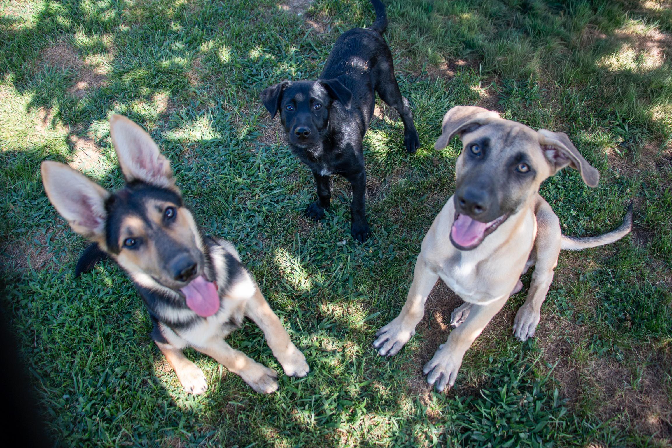 Enlarge Jacques, a Adoptable mixed breed in State College, PA image 5/6