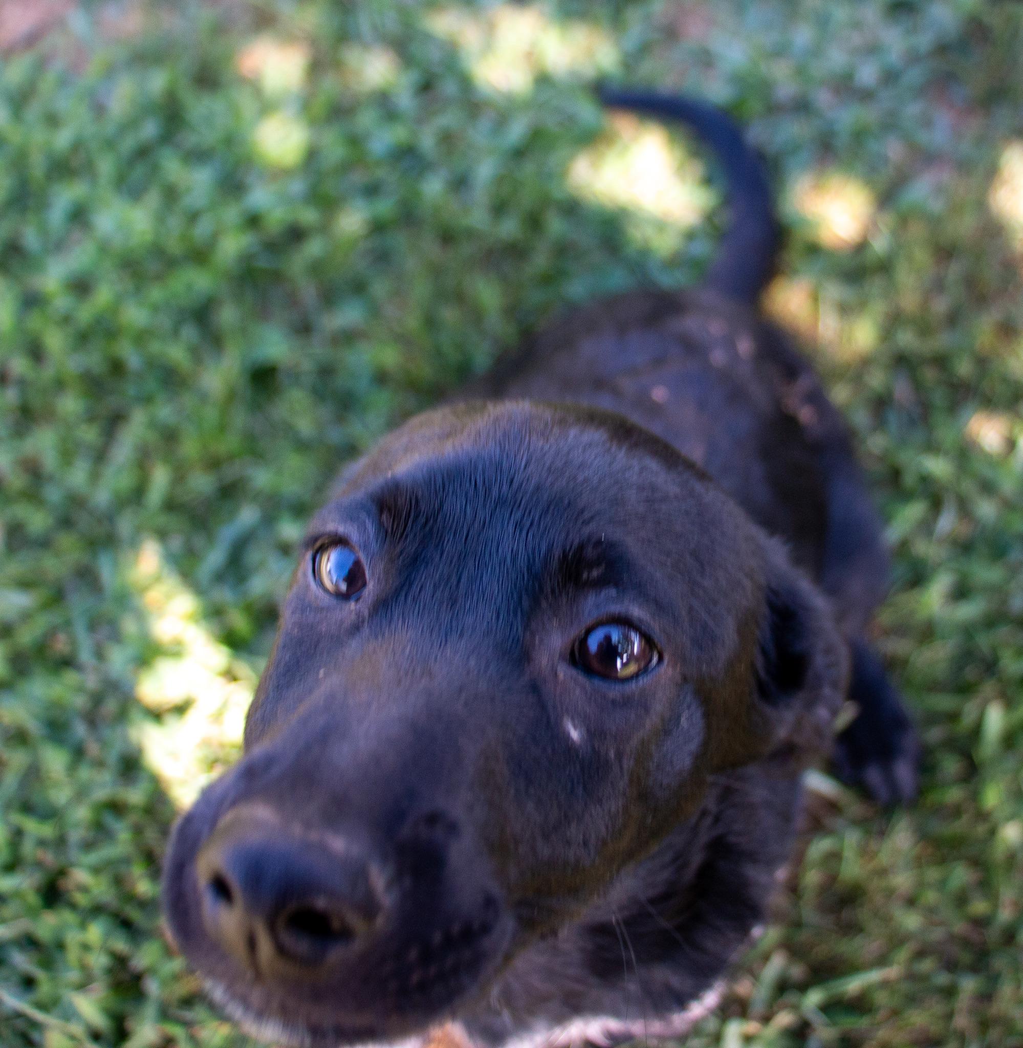 Enlarge Jacques, a Adoptable mixed breed in State College, PA image 4/6