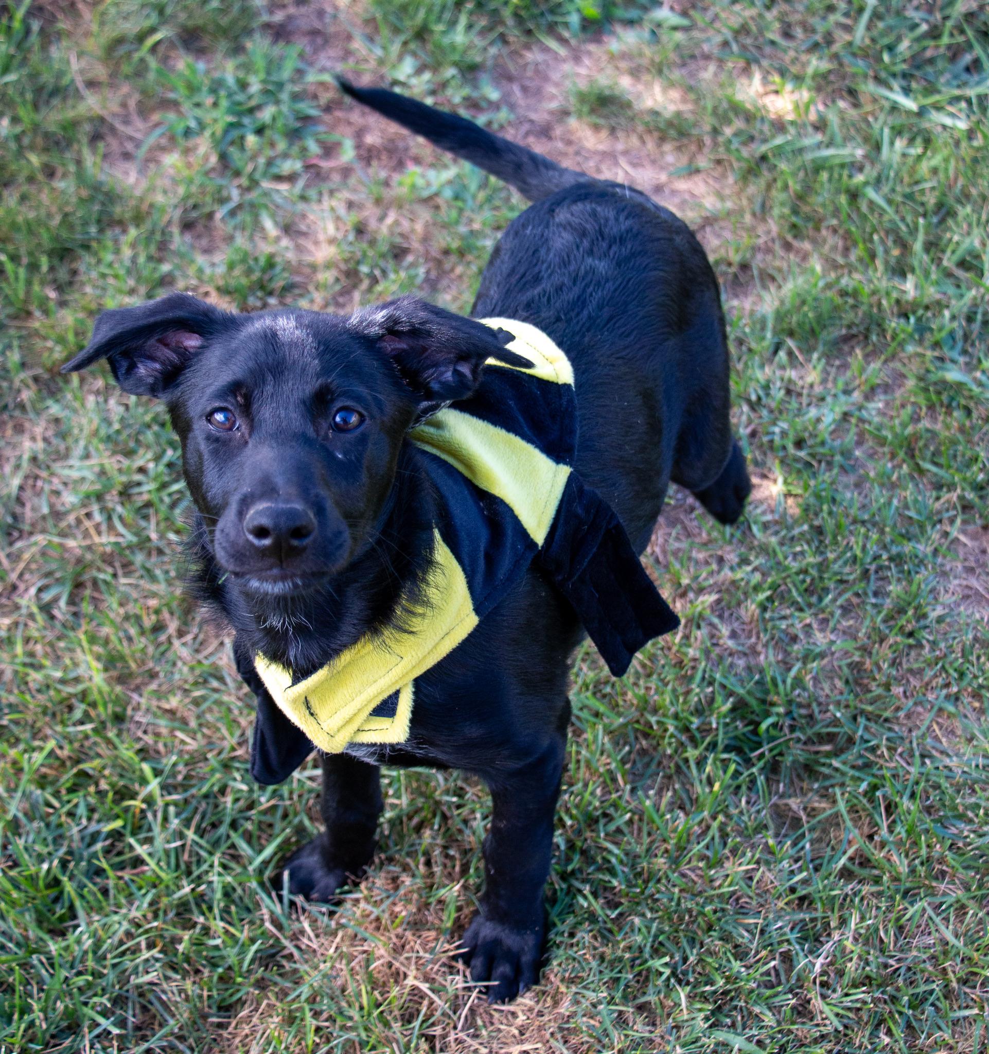 Enlarge Jacques, a Adoptable mixed breed in State College, PA image 2/6