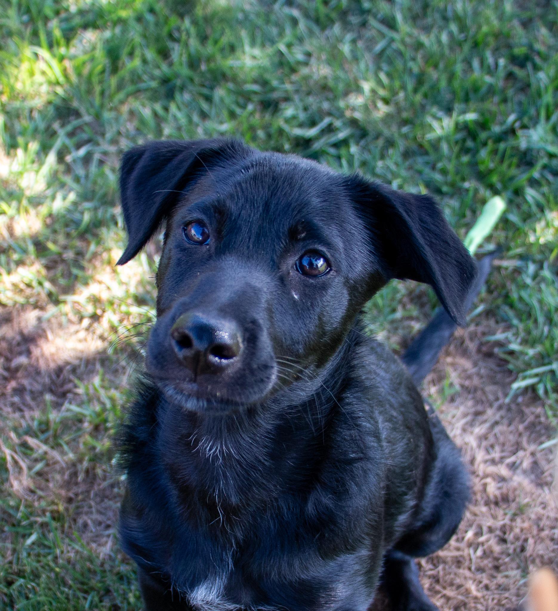Enlarge Jacques, a Adoptable mixed breed in State College, PA image 3/6