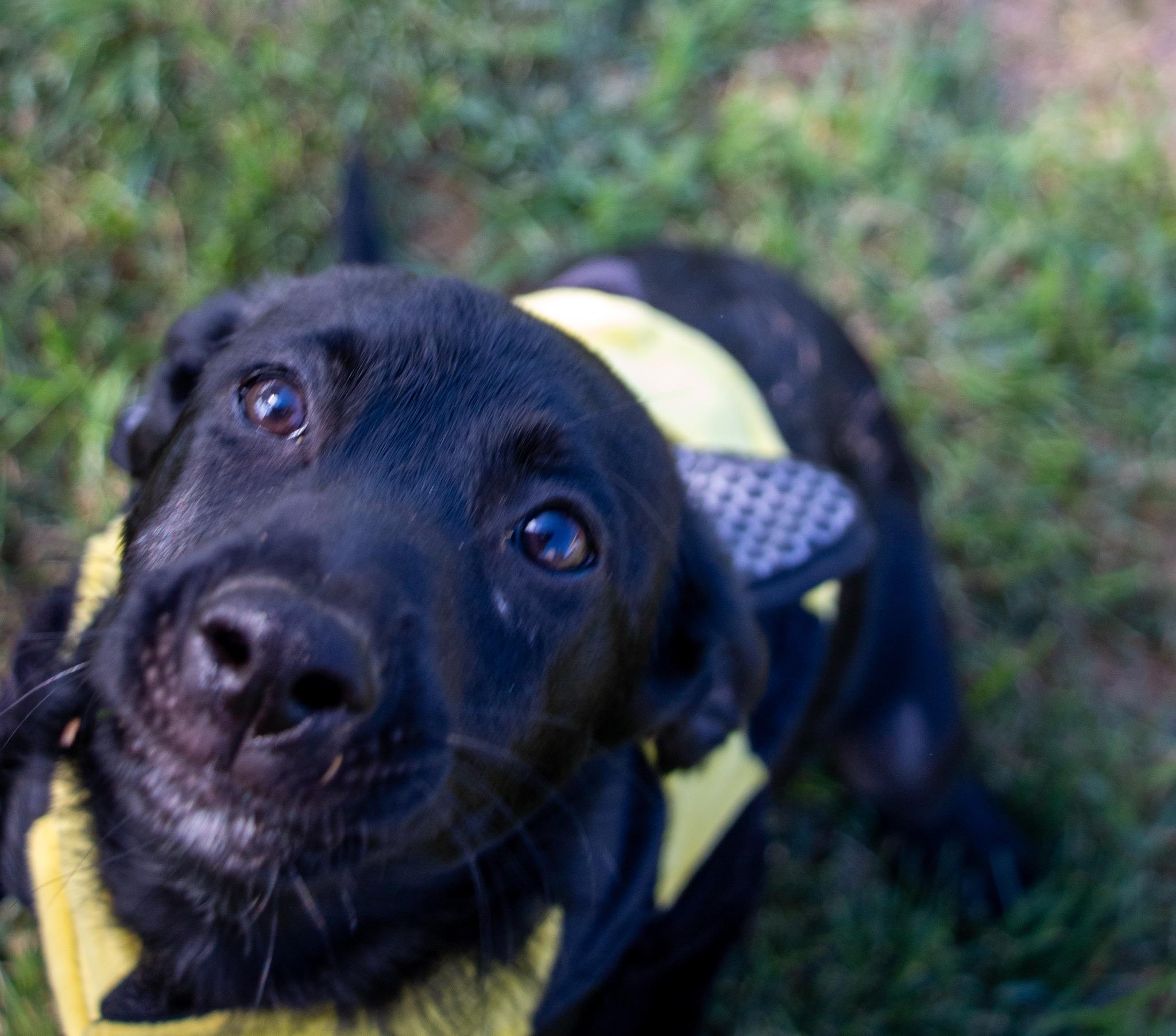 Enlarge Jacques, a Adoptable mixed breed in State College, PA image 6/6