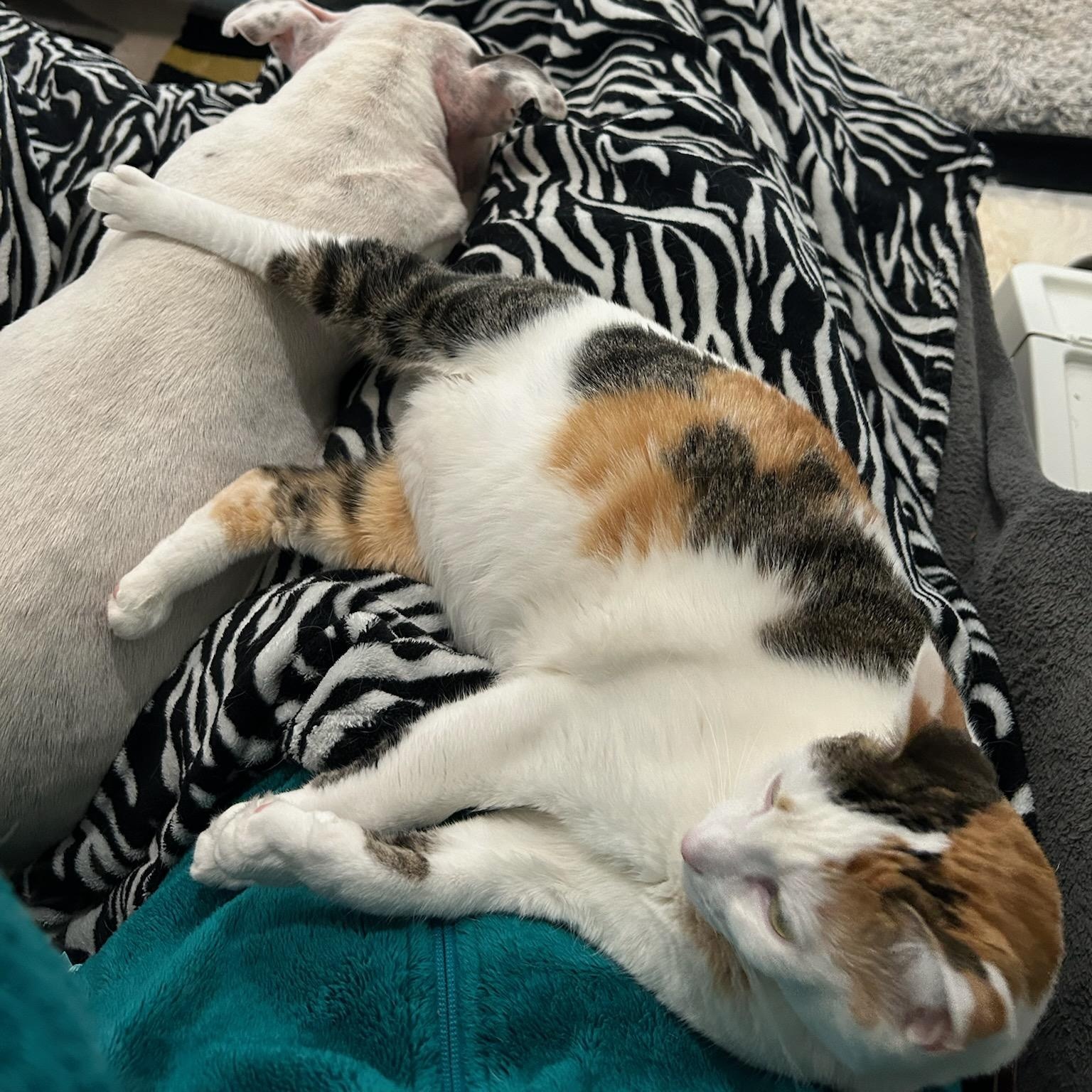 Enlarge Elizabeth, an adoptable Pit Bull Terrier in Charlotte, NC image 3/6