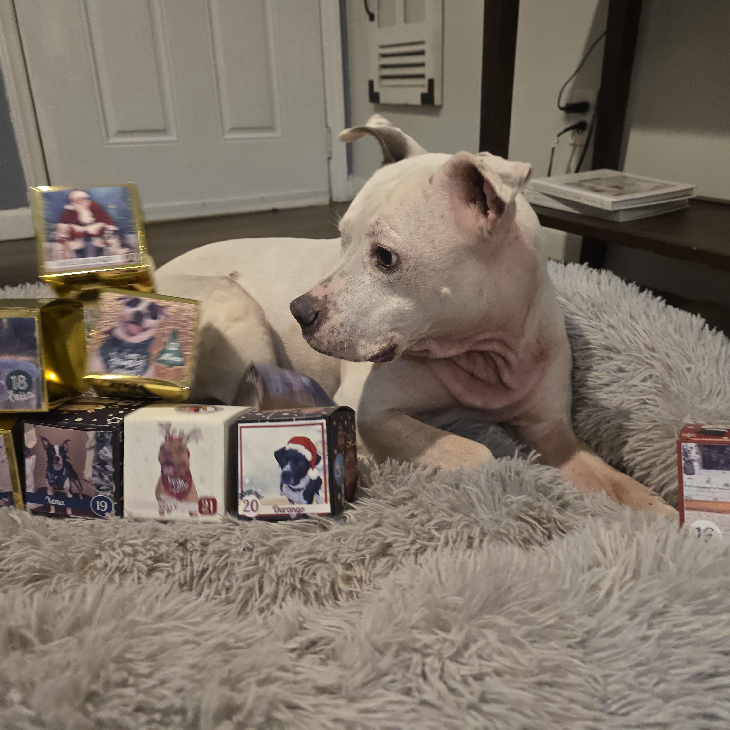 Enlarge Elizabeth, an adoptable Pit Bull Terrier in Charlotte, NC image 4/6