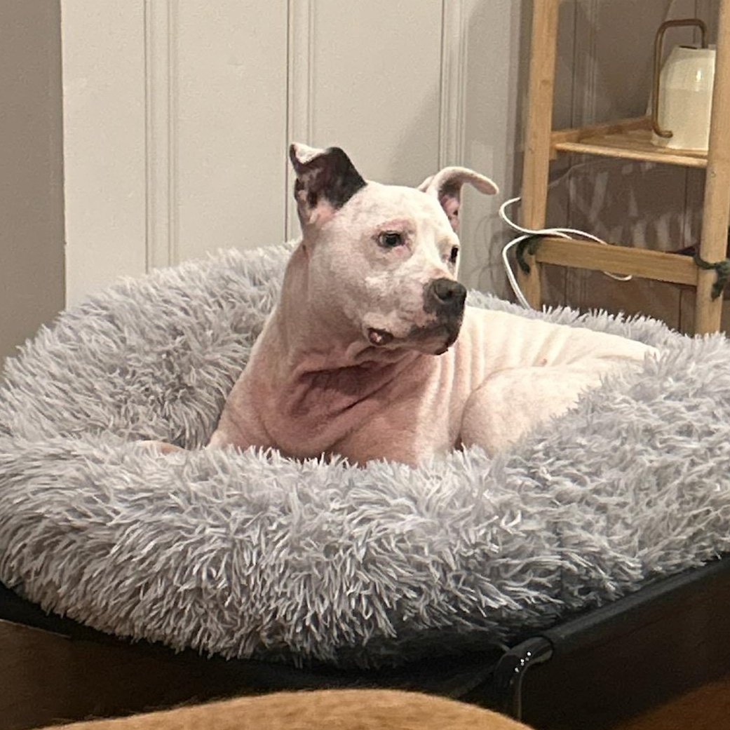 Enlarge Elizabeth, an adoptable Pit Bull Terrier in Charlotte, NC image 2/6