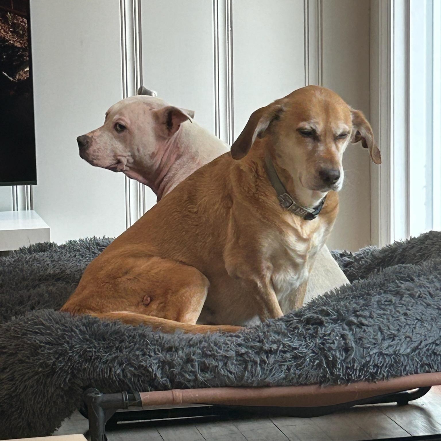 Enlarge Elizabeth, an adoptable Pit Bull Terrier in Charlotte, NC image 5/6