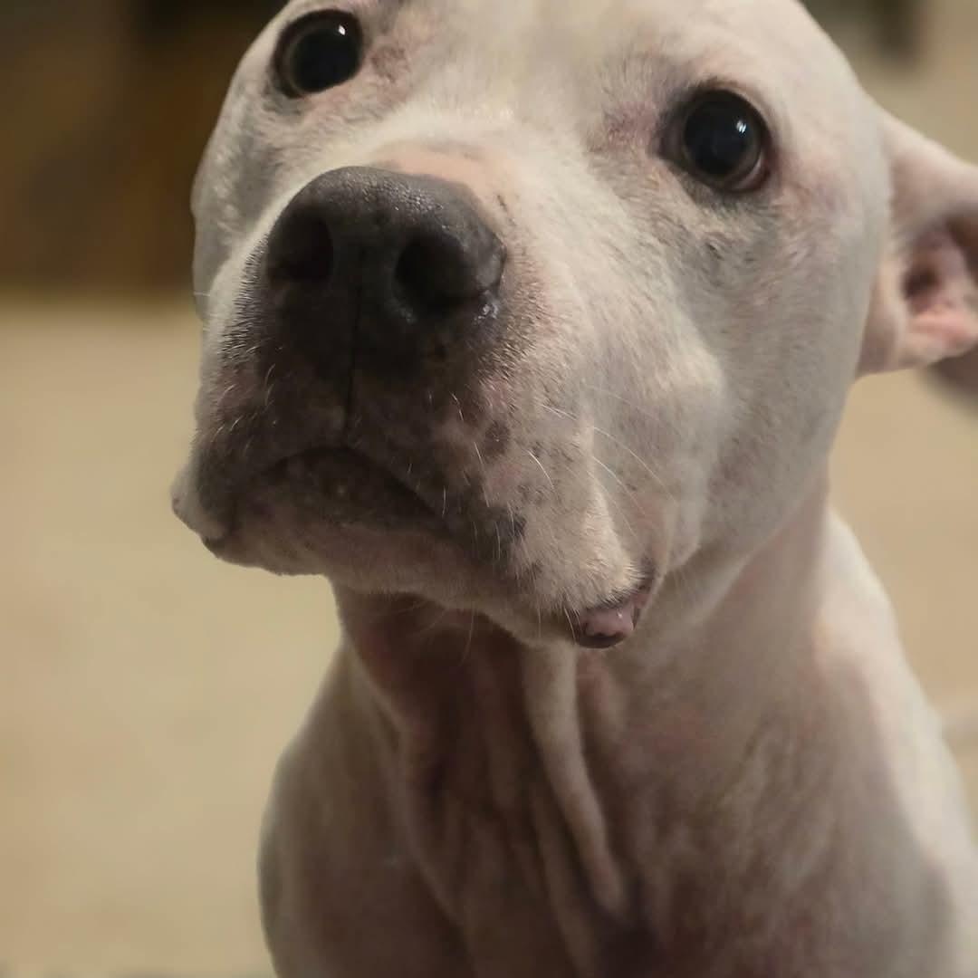 Enlarge Elizabeth, an adoptable Pit Bull Terrier in Charlotte, NC image 1/6