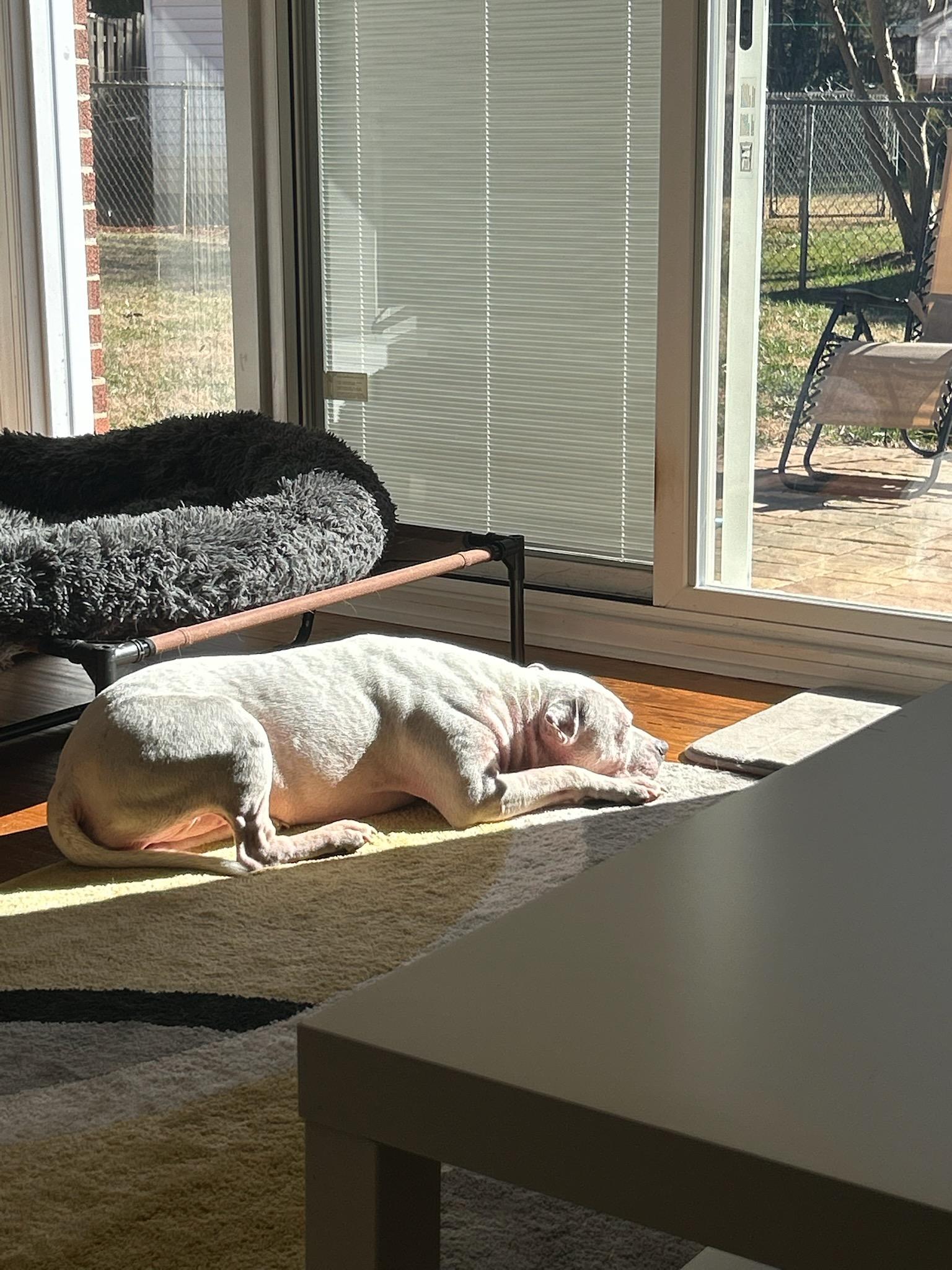 Enlarge Elizabeth, an adoptable Pit Bull Terrier in Charlotte, NC image 6/6