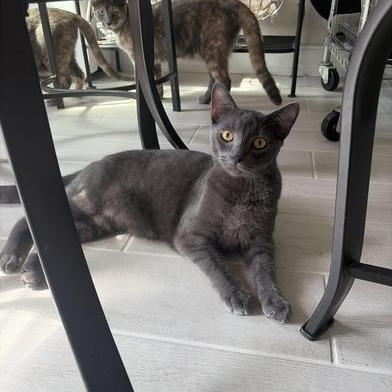 Runt Double — thumbnail 5