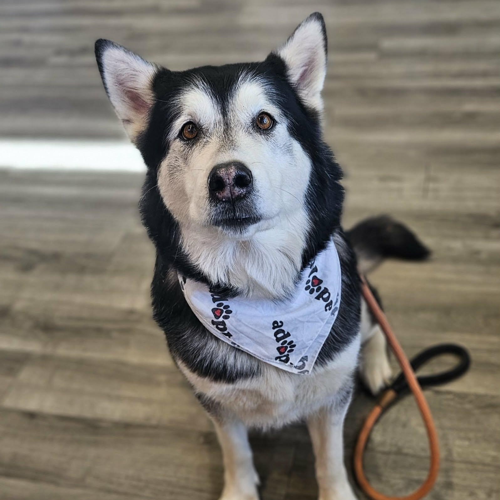 Luna, ADOPTABLE, Adult Female Alaskan Malamute.
