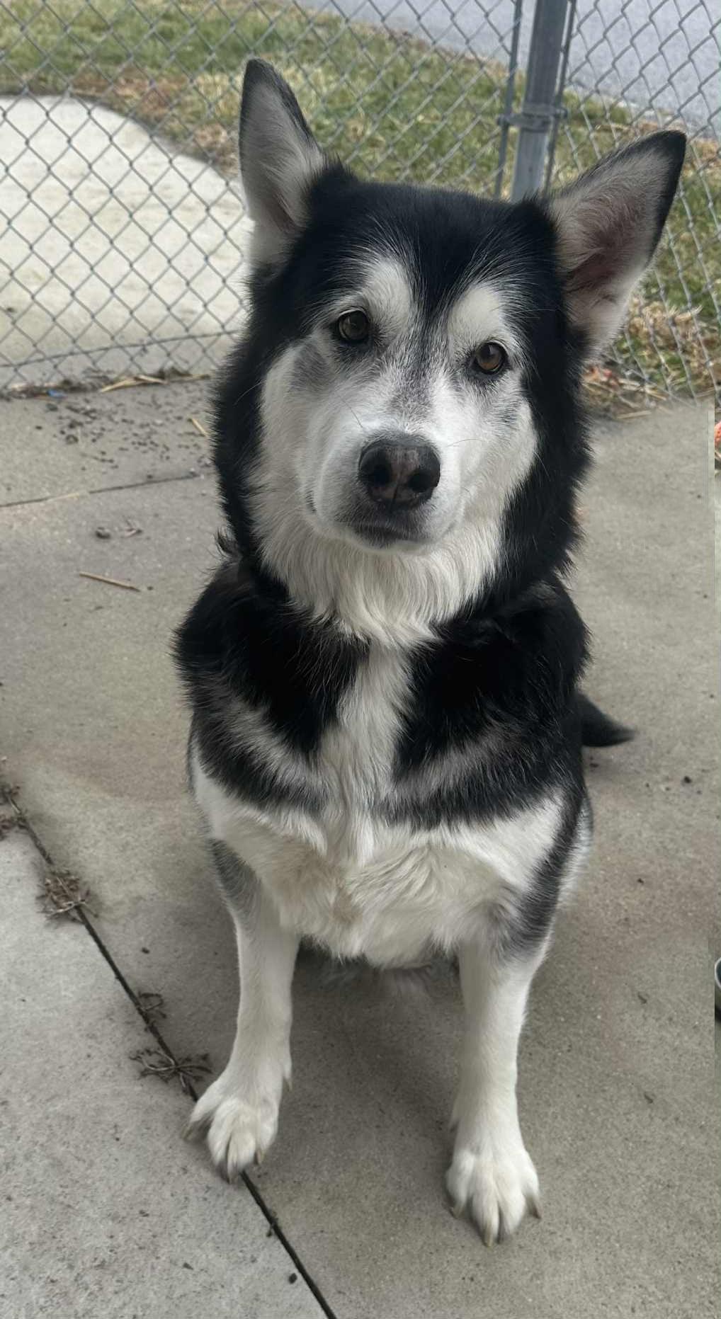 Enlarge Luna, a ADOPTABLE Alaskan Malamute in Wapakoneta, OH image 3/3