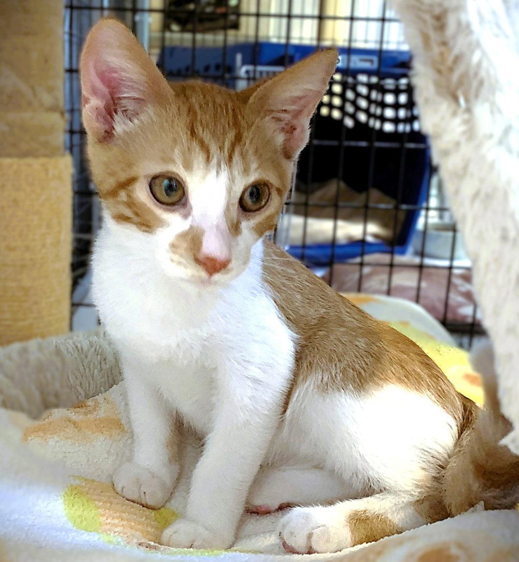 Kitten O'Malley, Adopted, Kitten Male Domestic Short Hair.