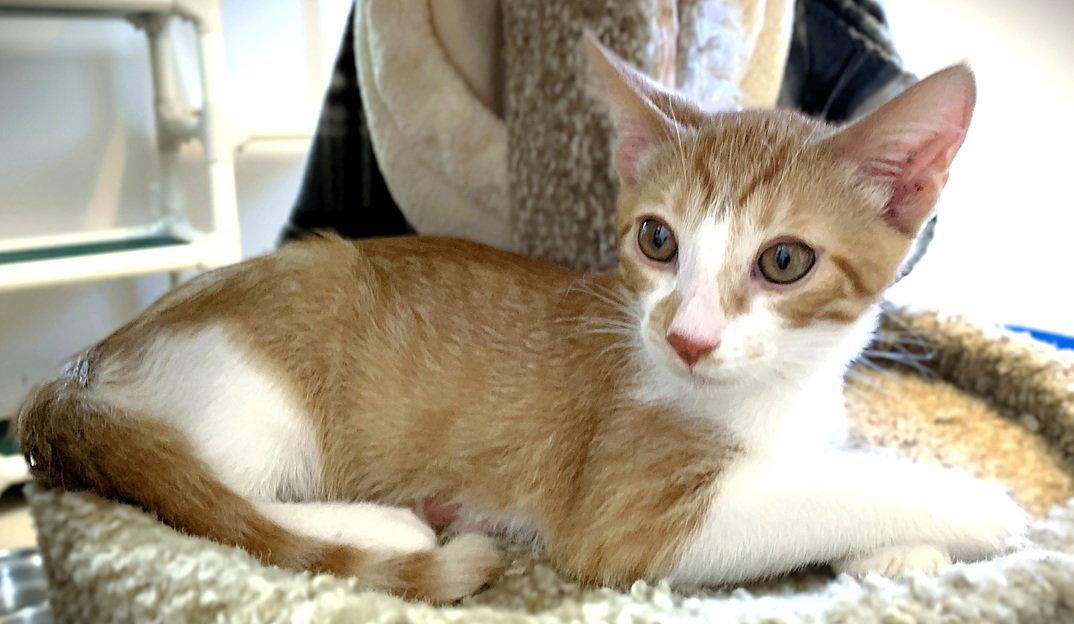Kitten O'Malley, a Adopted Domestic Short Hair in Seal Beach, CA image 2/3