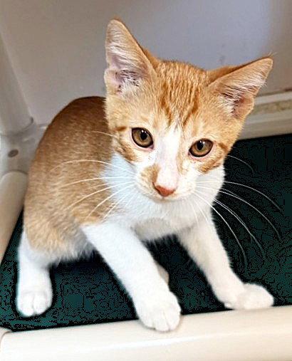 Kitten O'Malley, a Adopted Domestic Short Hair in Seal Beach, CA image 3/3