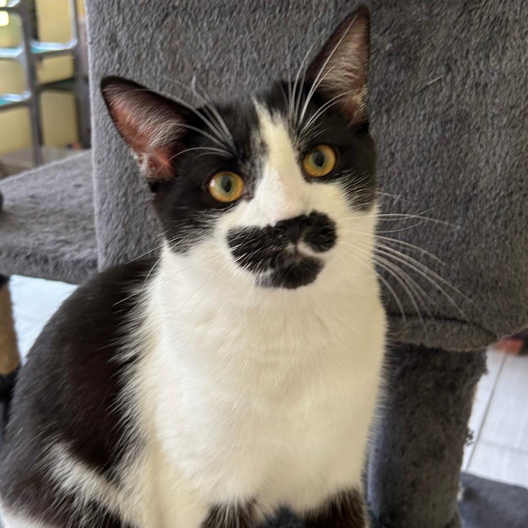 JOSH, an adoptable Domestic Short Hair in Mount Rainier, MD image 1/4