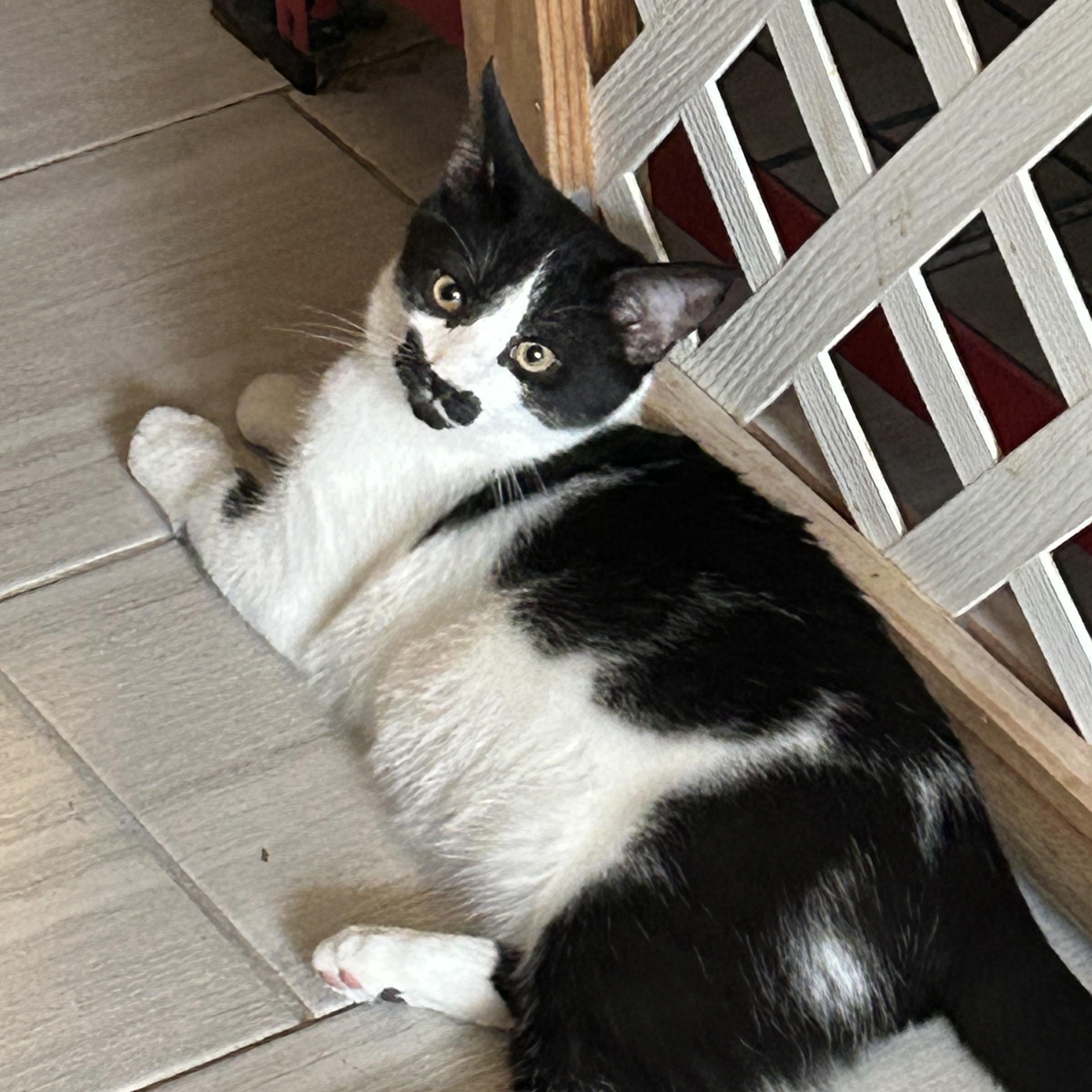 Enlarge JOSH, an adopted Domestic Short Hair in Mount Rainier, MD image 3/4