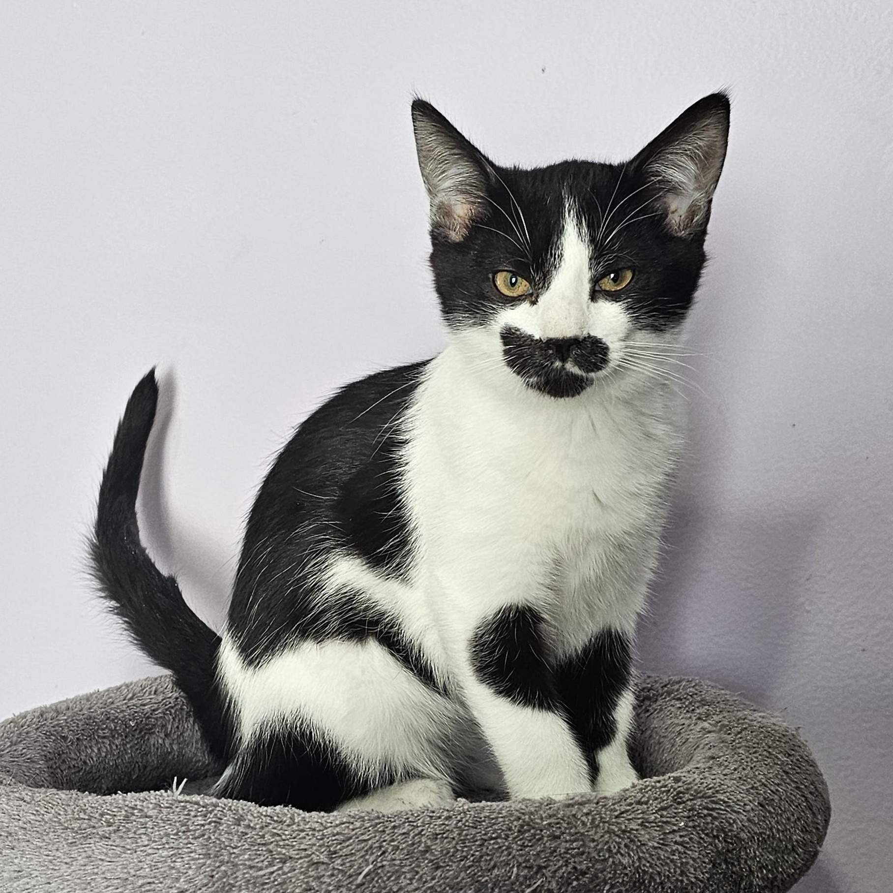 Enlarge JOSH, a Adoptable Domestic Short Hair in Mount Rainier, MD image 1/2