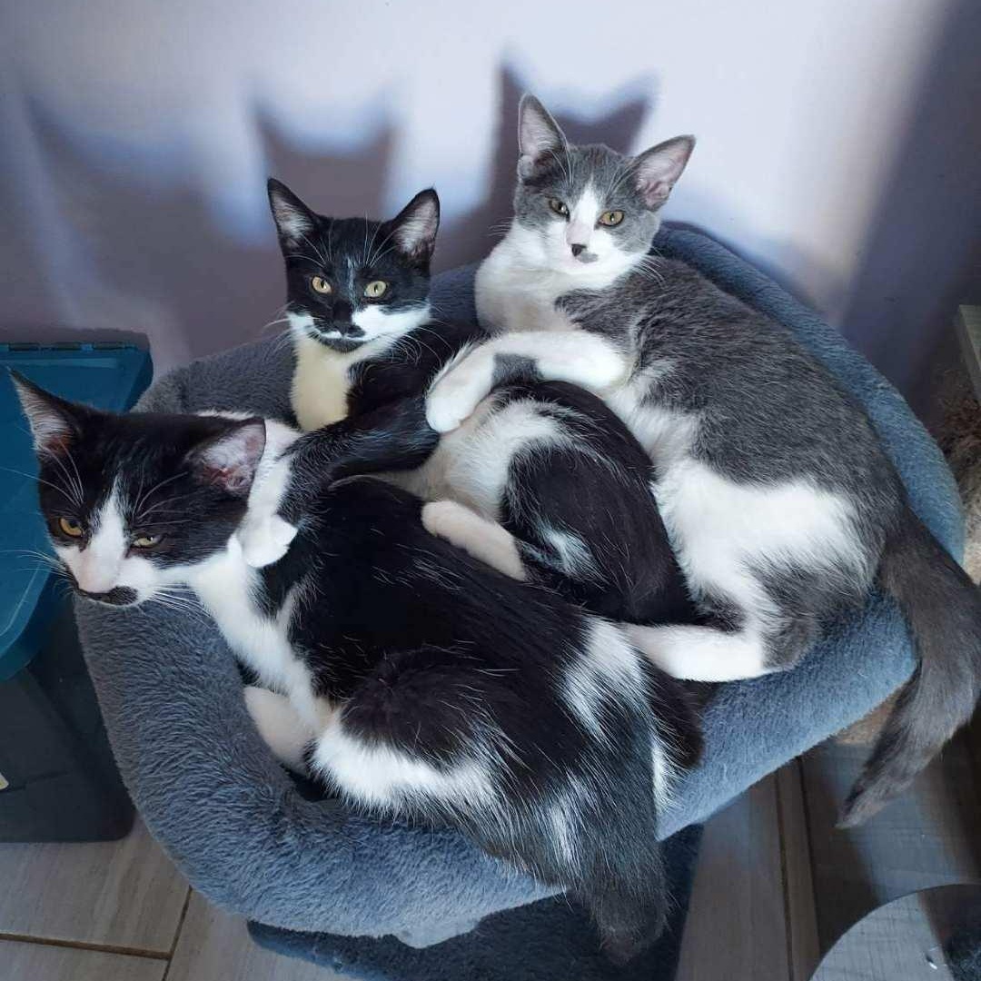 Enlarge JOSH, a Adoptable Domestic Short Hair in Mount Rainier, MD image 2/2