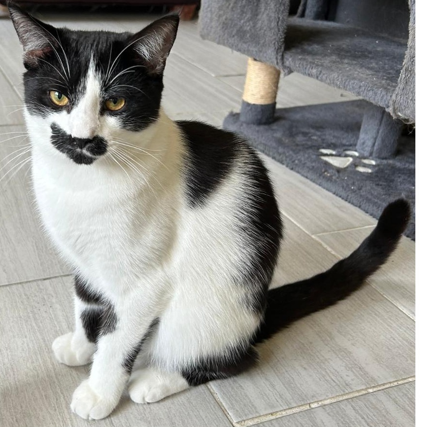 JOSH, Adoptable, Kitten Male Domestic Short Hair.
