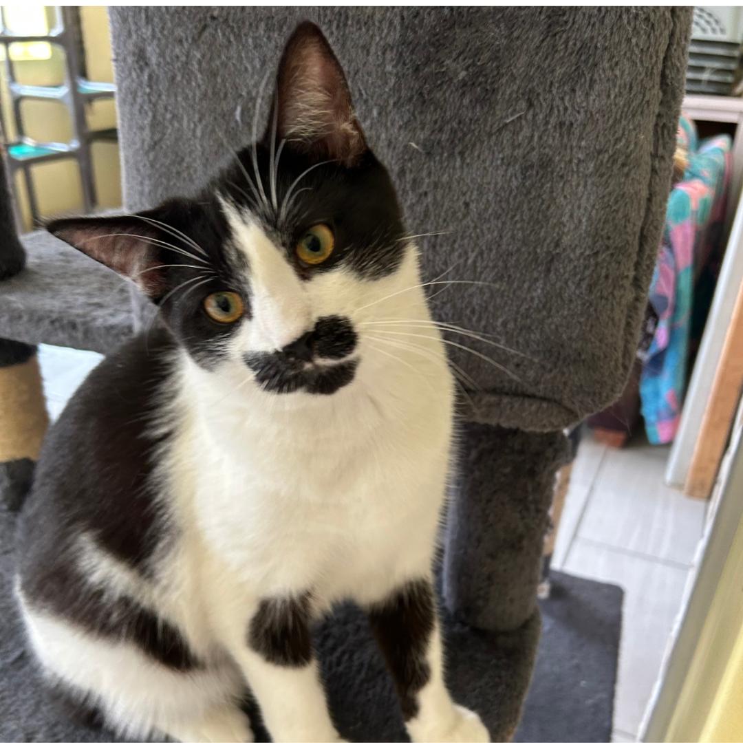 JOSH, an adoptable Domestic Short Hair in Mount Rainier, MD image 3/4