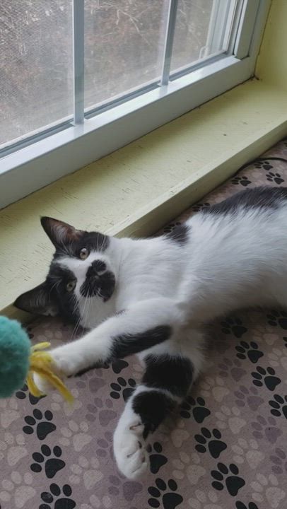 Enlarge JOSH, an adopted Domestic Short Hair in Mount Rainier, MD video 4/4