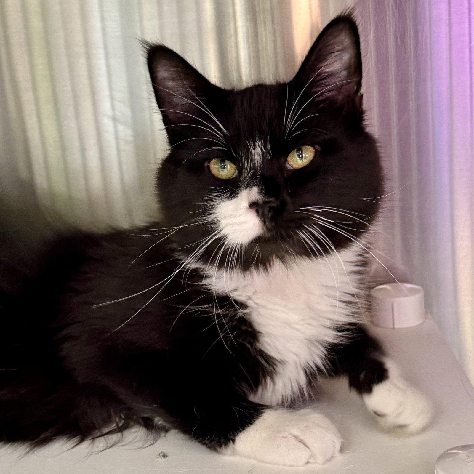 Fluffy, Adopted, Young Male Domestic Long Hair.
