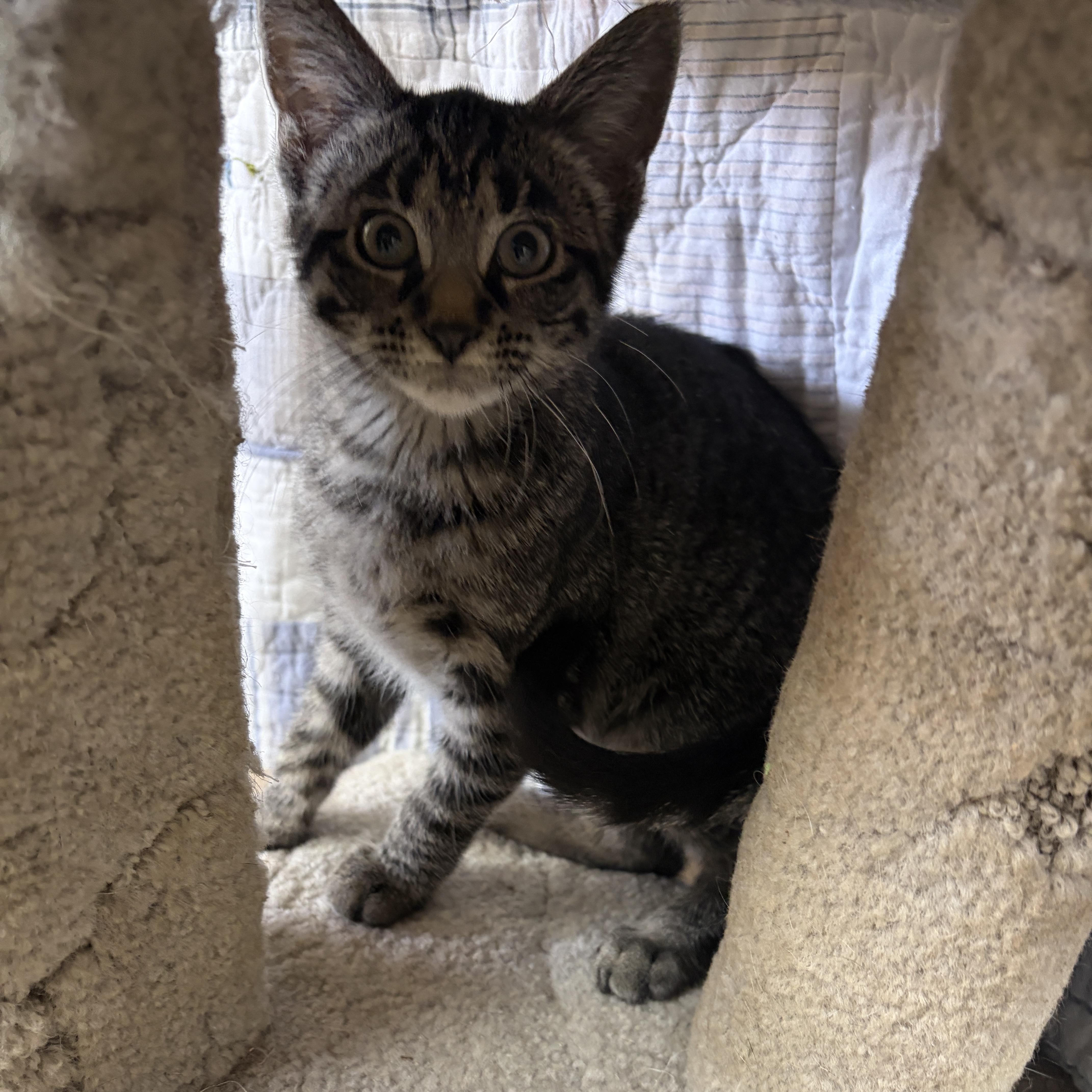 Enlarge Janet, a Adopted Domestic Short Hair in Neillsville, WI image 2/6