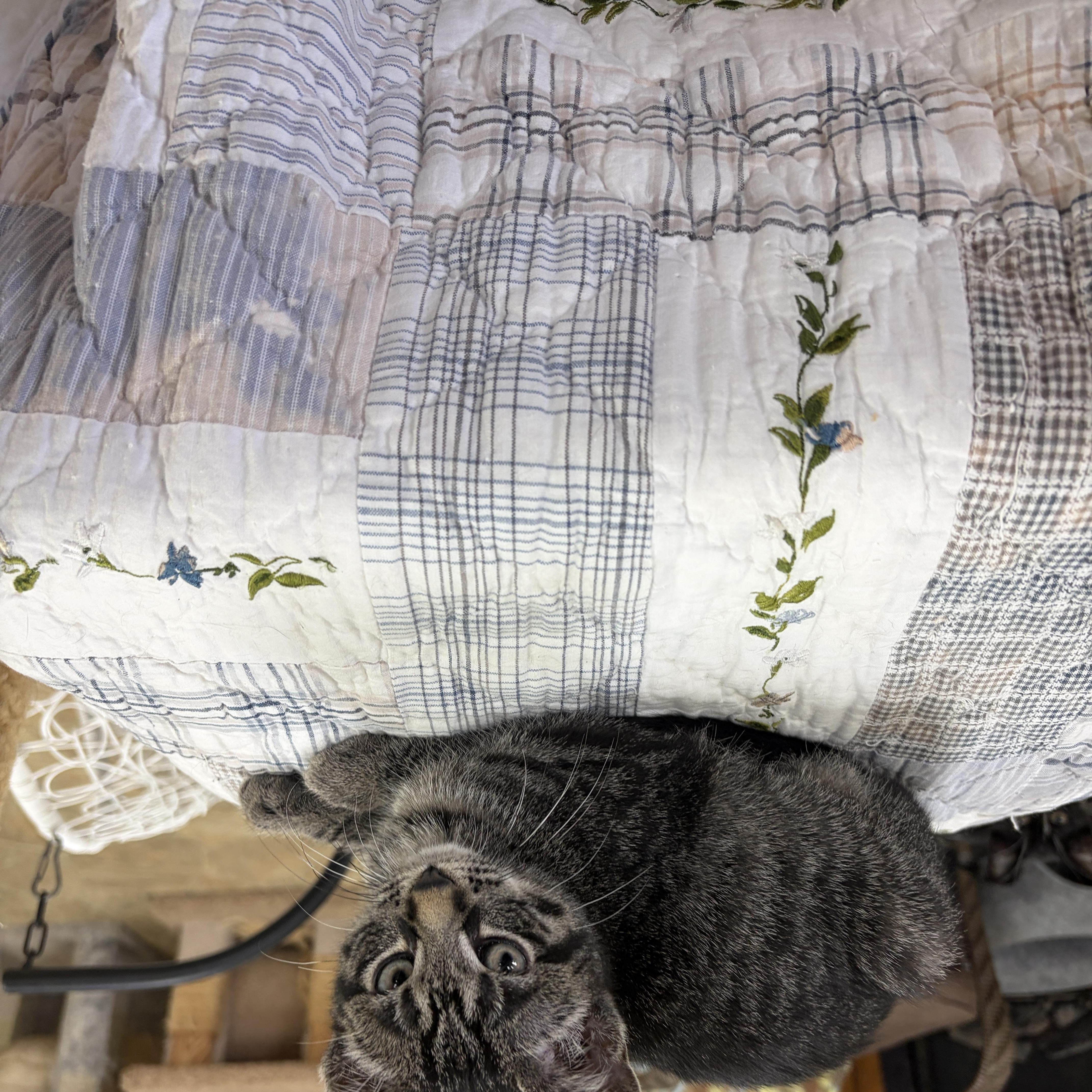 Enlarge Janet, a Adopted Domestic Short Hair in Neillsville, WI image 1/6
