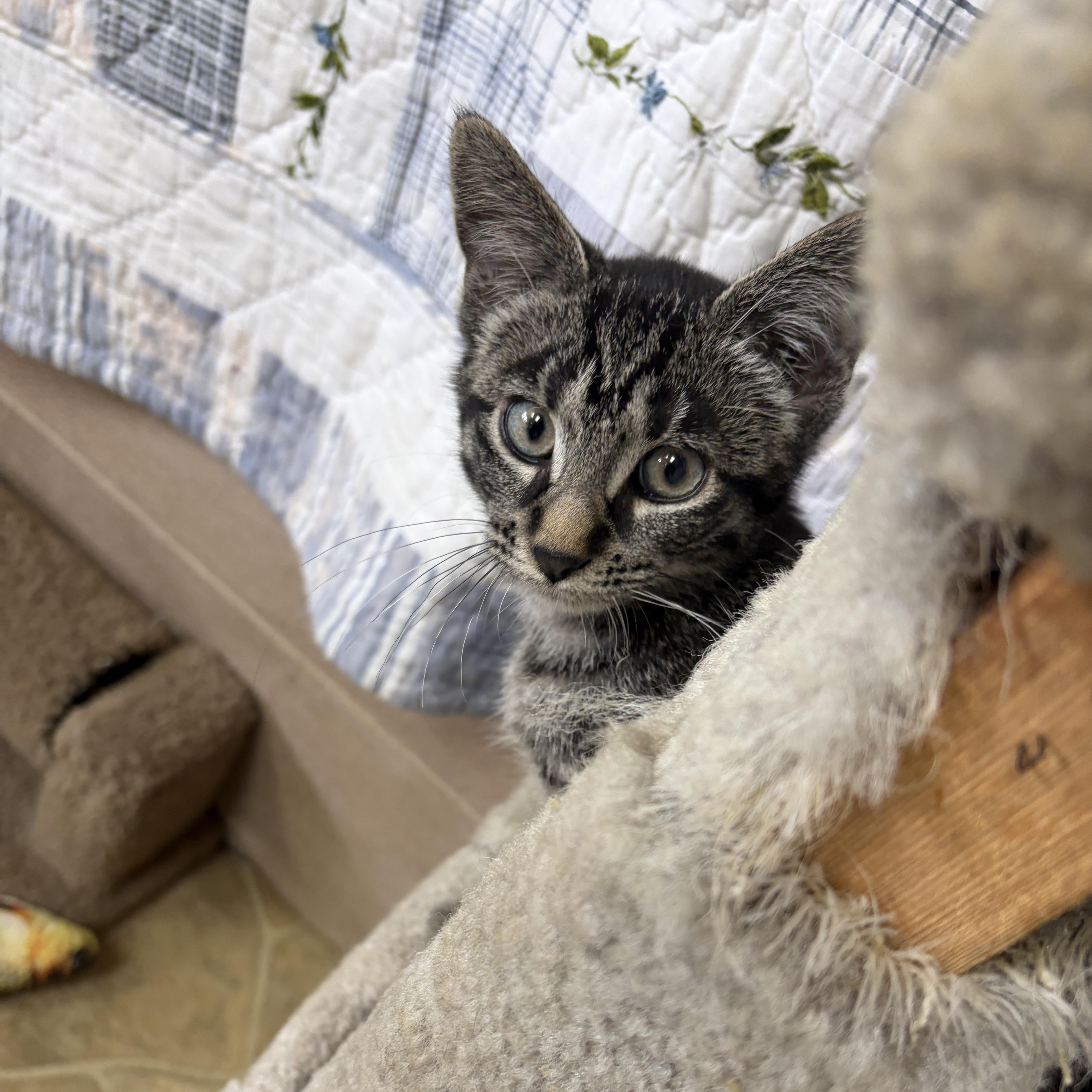 Enlarge Janet, a Adopted Domestic Short Hair in Neillsville, WI image 3/6