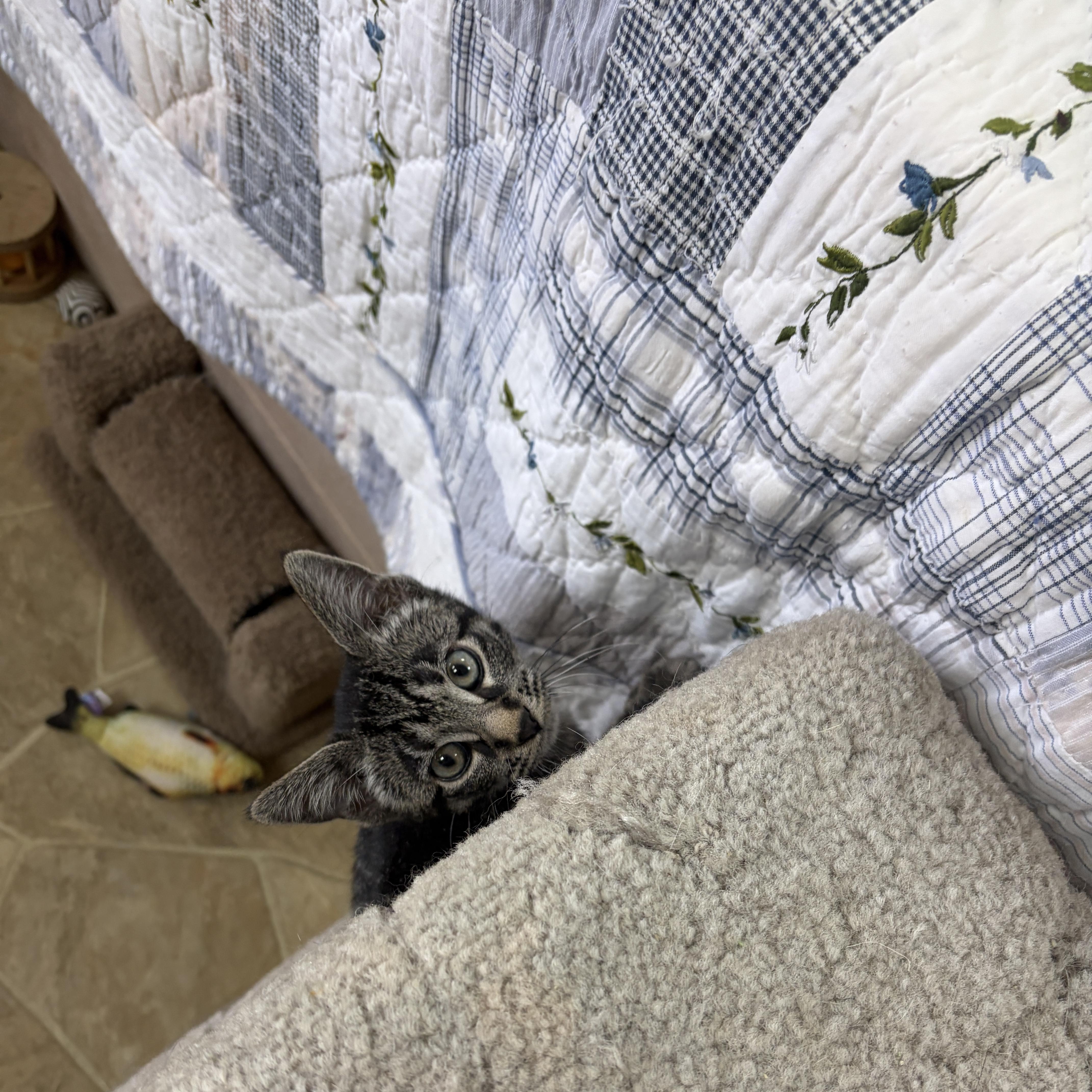 Enlarge Janet, a Adopted Domestic Short Hair in Neillsville, WI image 4/6