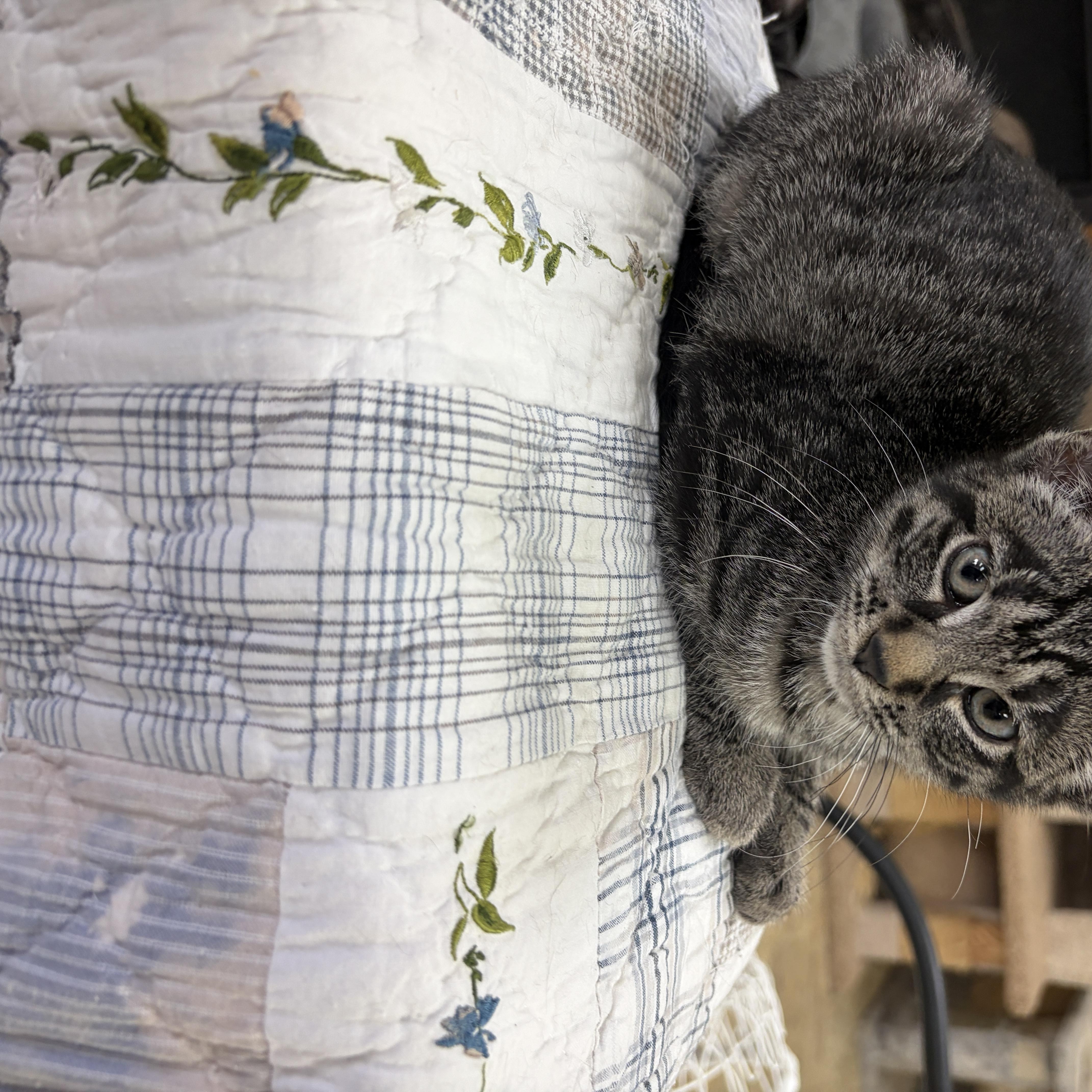 Enlarge Janet, a Adopted Domestic Short Hair in Neillsville, WI image 6/6