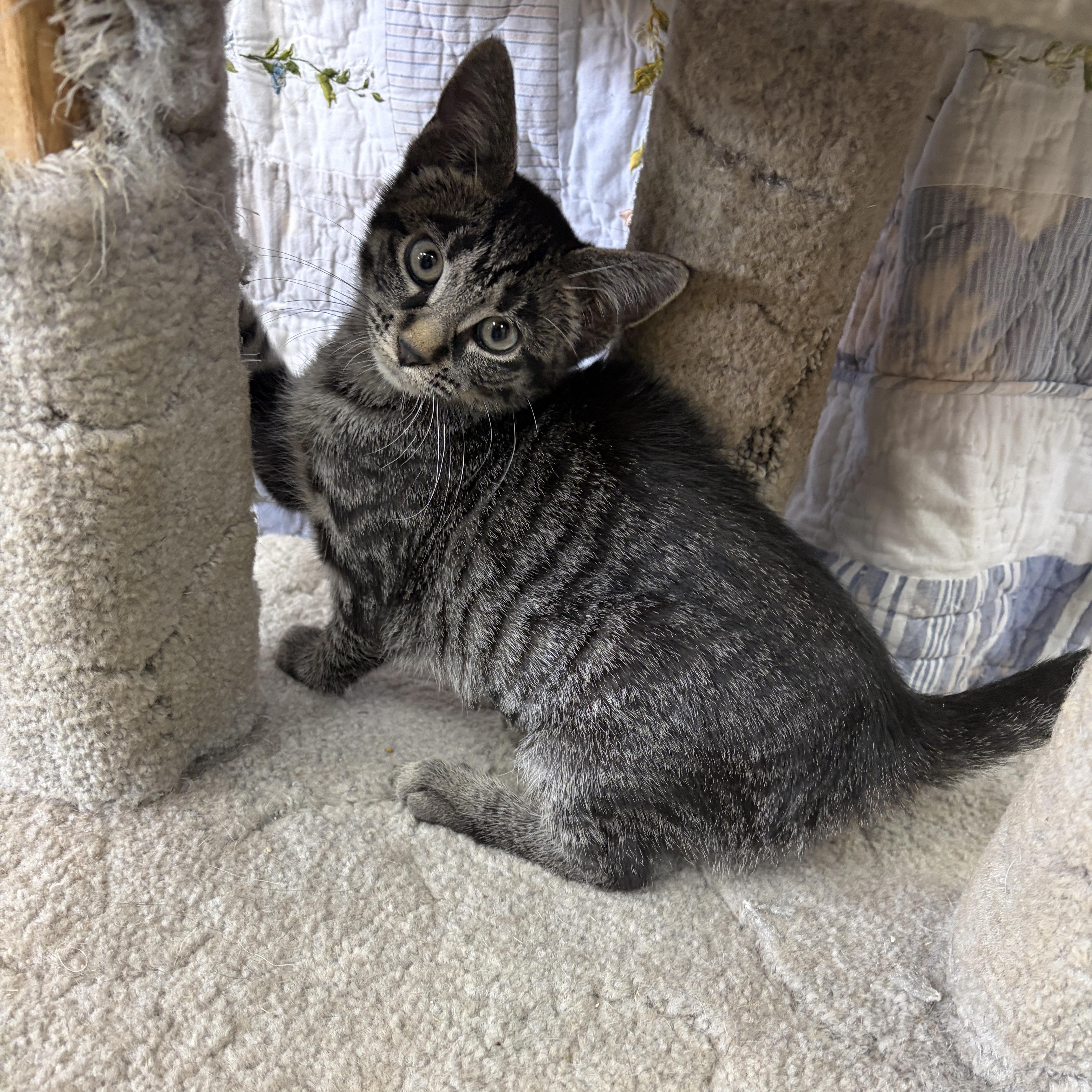 Enlarge Janet, a Adopted Domestic Short Hair in Neillsville, WI image 5/6