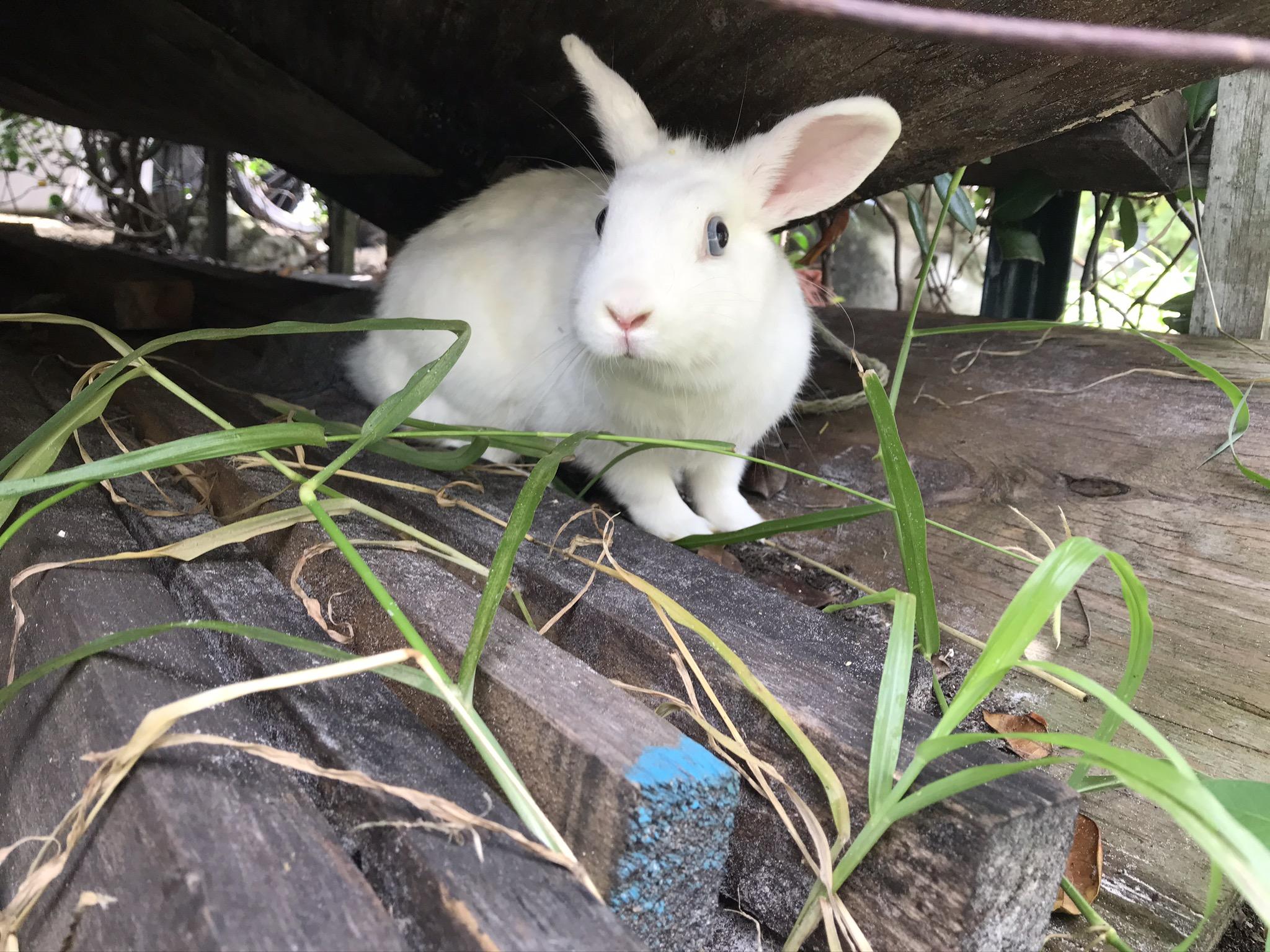 Enlarge Ame, a Adopted mixed breed in Holiday, FL image 6/6