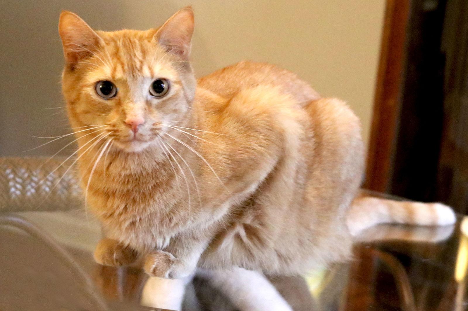 Mandarin, a Adoptable Domestic Short Hair in Buford, GA image 1/3