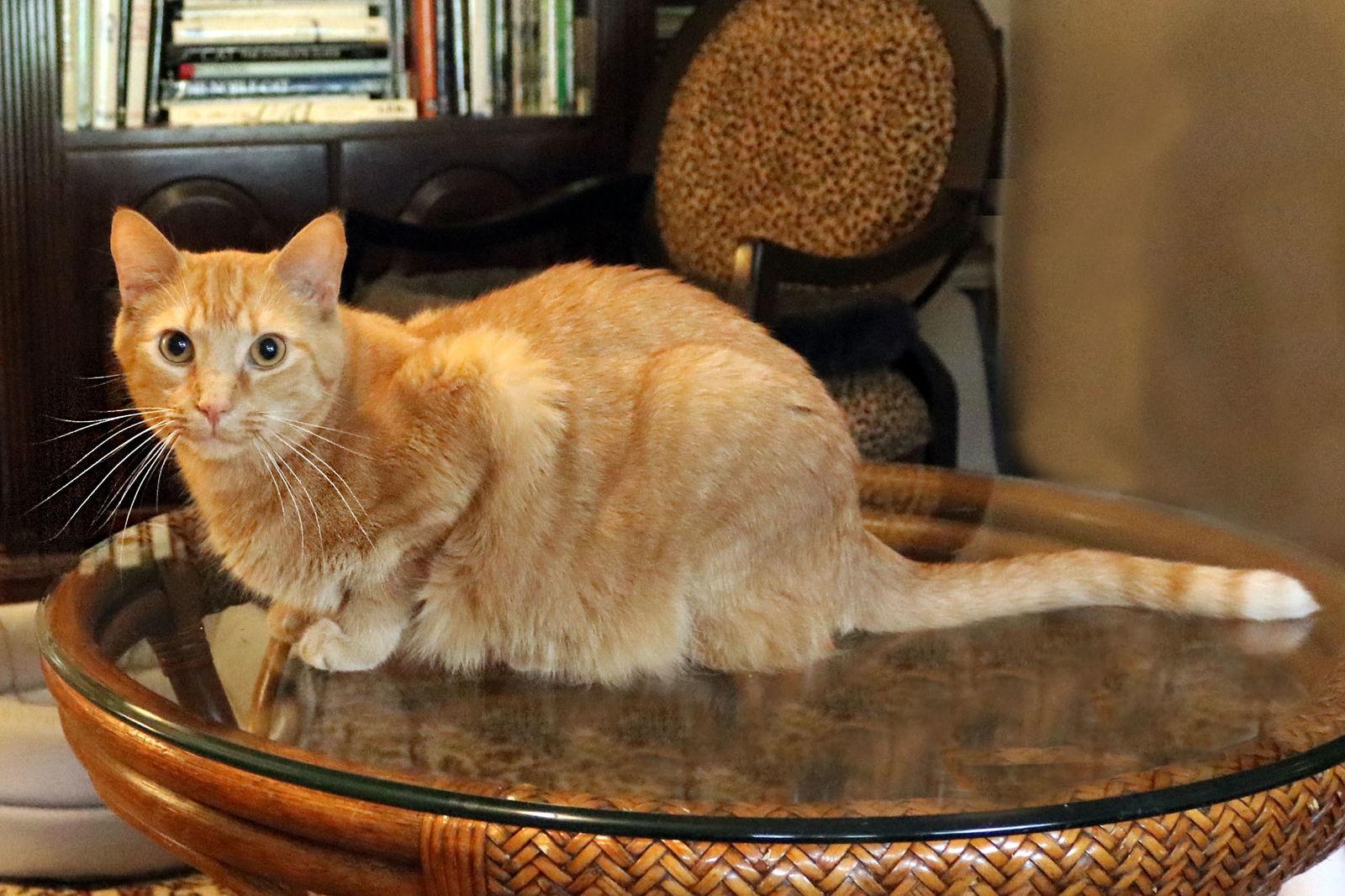 Mandarin, a Adoptable Domestic Short Hair in Buford, GA image 2/3