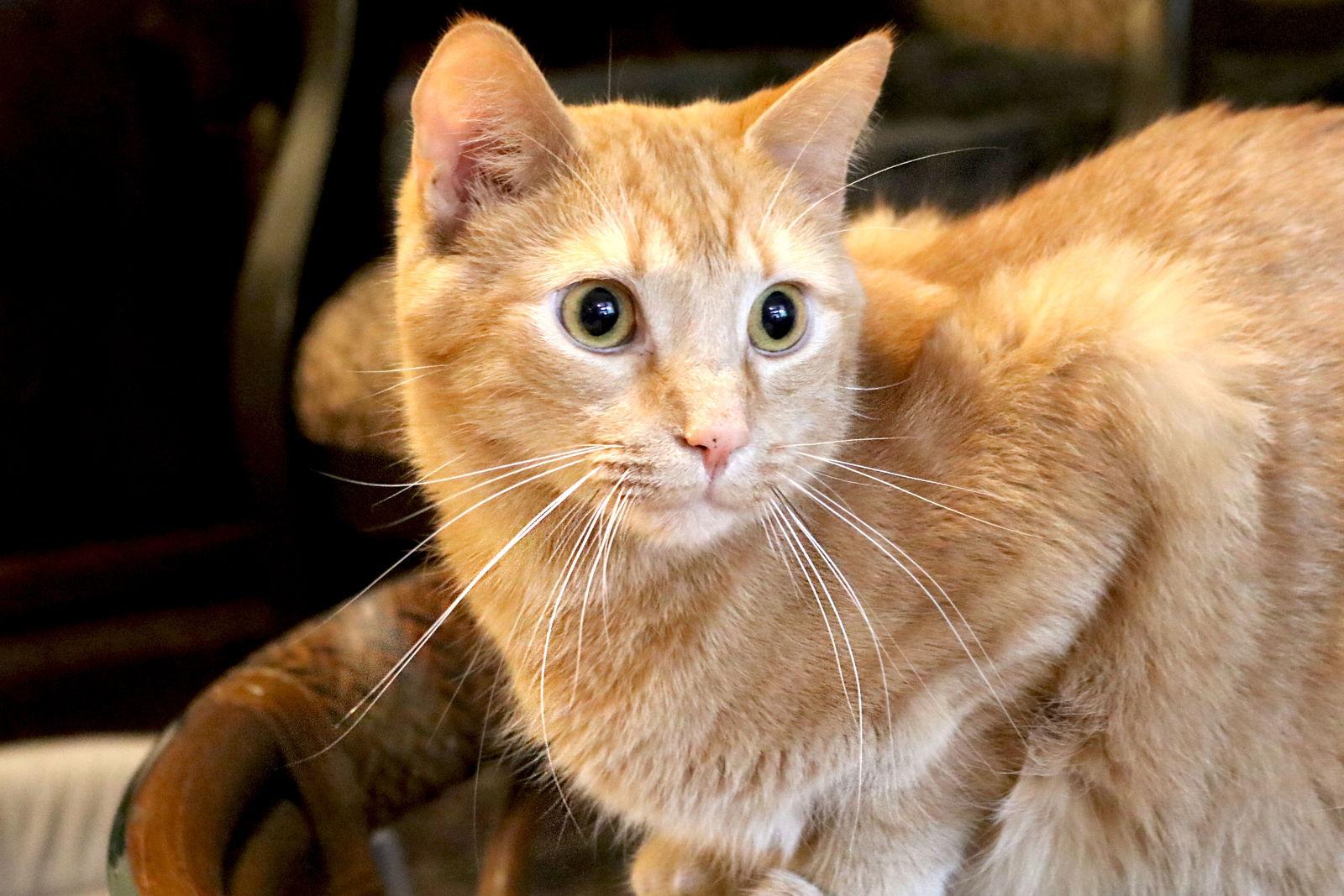 Mandarin, a Adoptable Domestic Short Hair in Buford, GA image 3/3